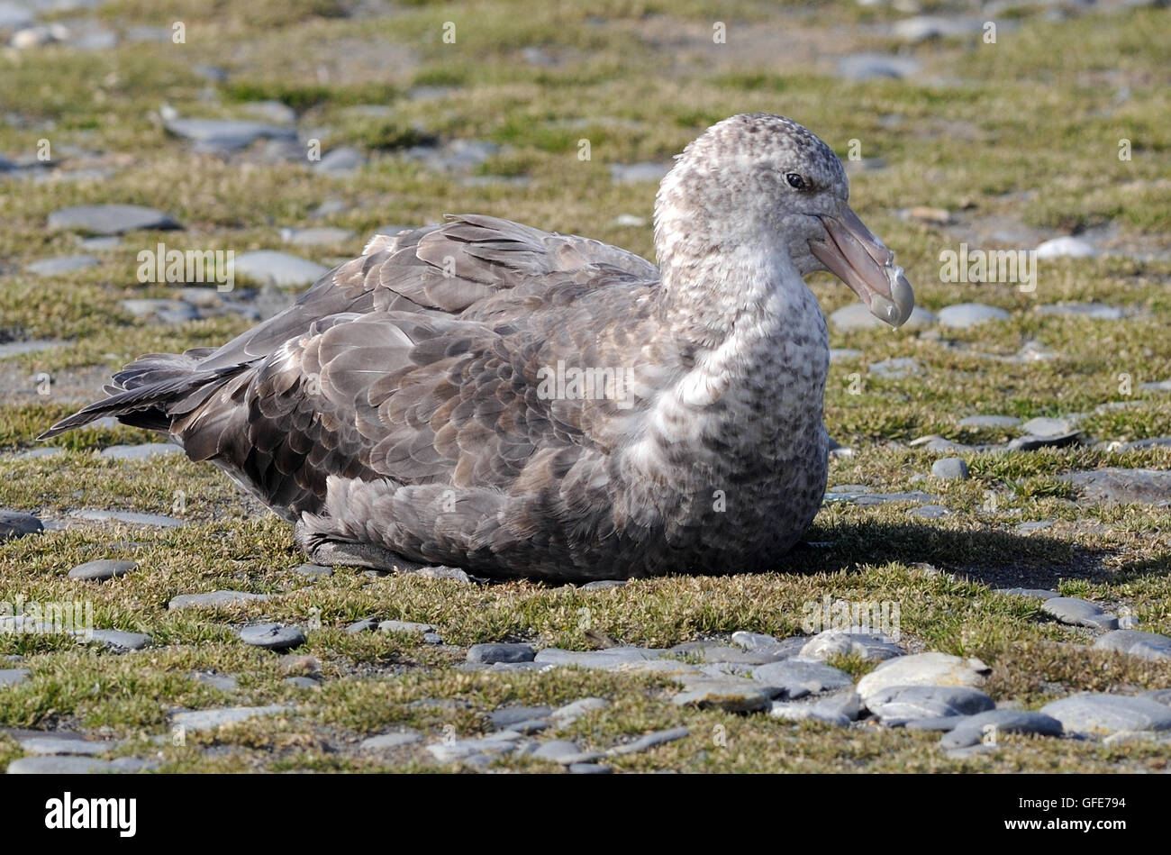 A Southern Giant Petrel (Macronectes giganteus) sits near the penguin  nesting colony. Salisbury Plain, Bay of Isles, South Geor Stock Photo