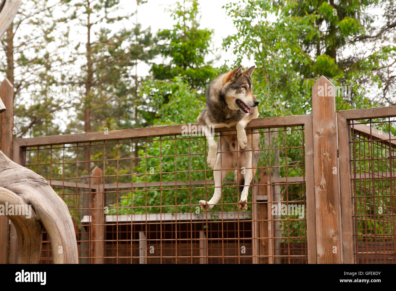 Husky fence sales