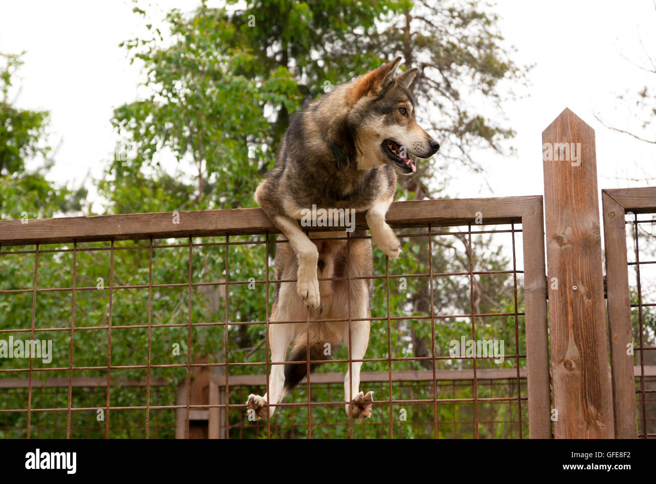 Husky jumping fence online