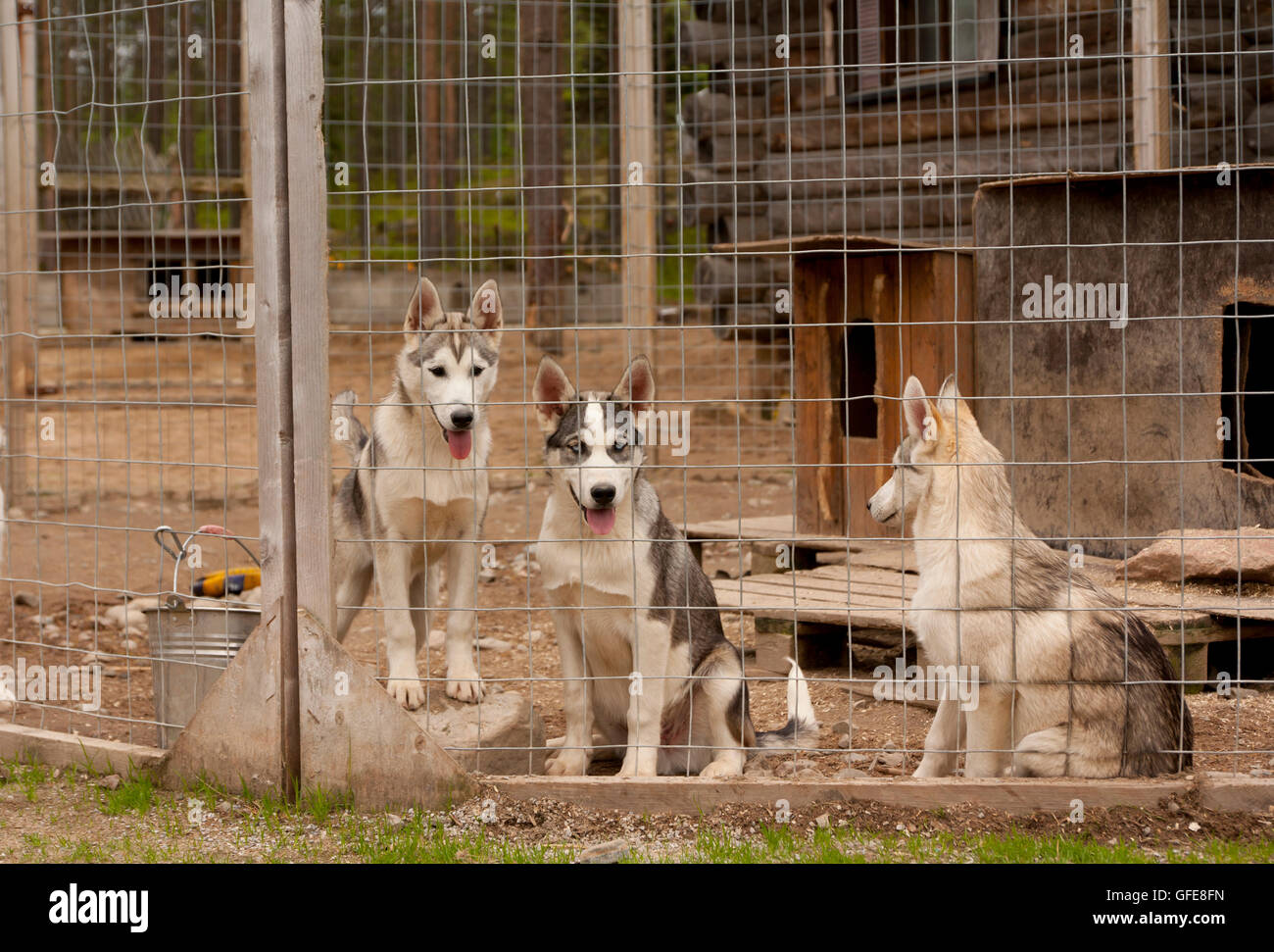 Husky dog farm in Rovaniemi Finland. Lapland Stock Photo Alamy