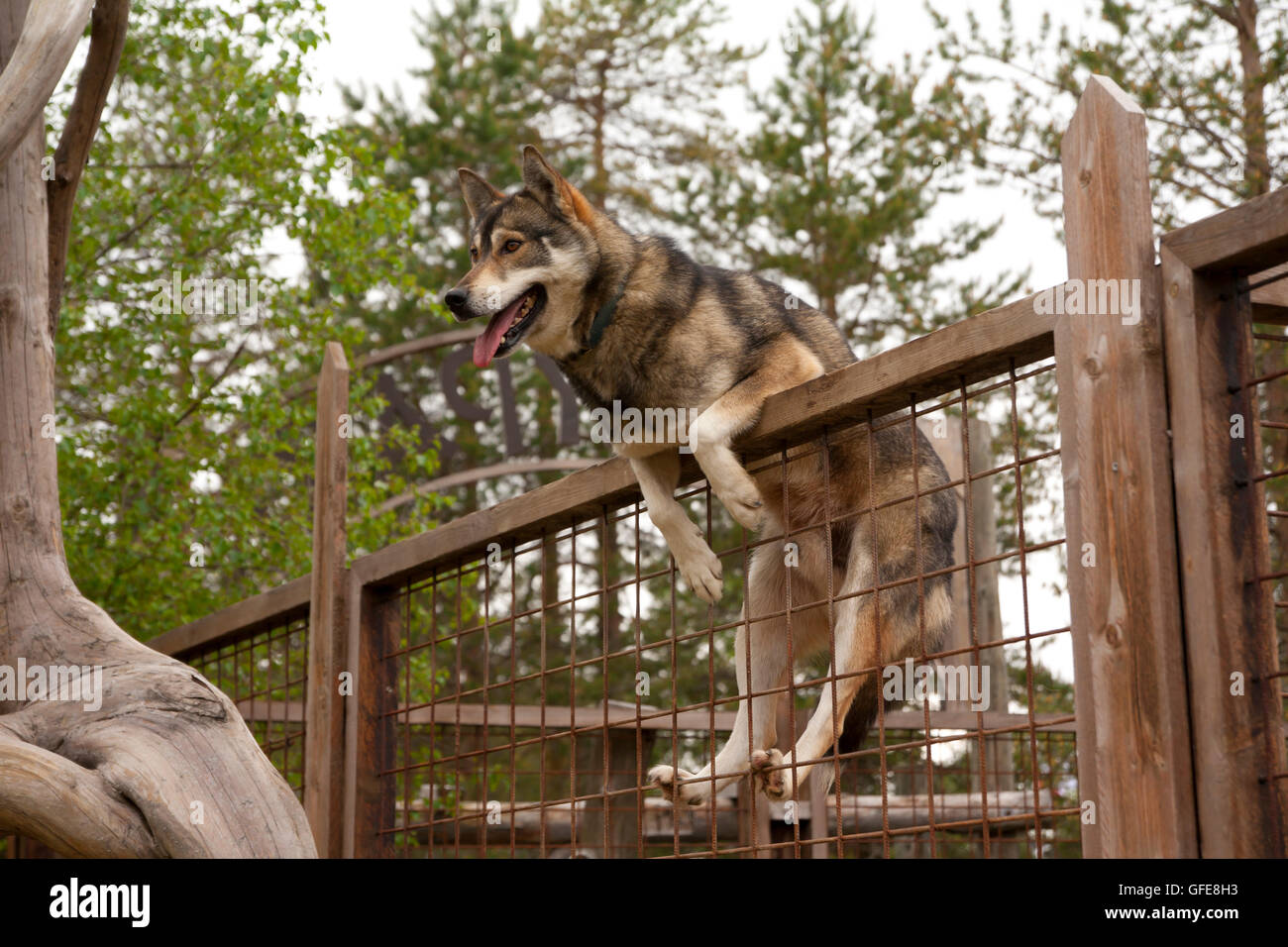 Husky fence sales