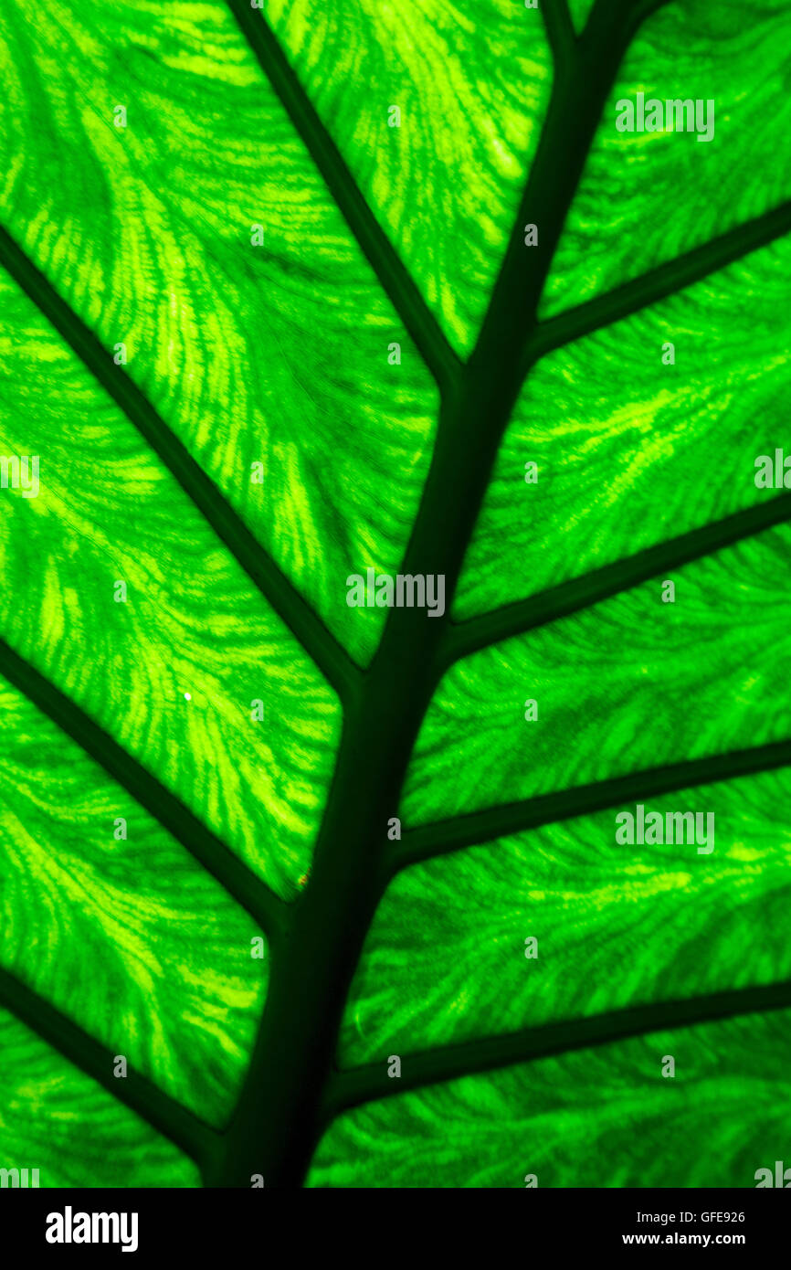 background macro close up abstract of a green black leaf and his veins ...