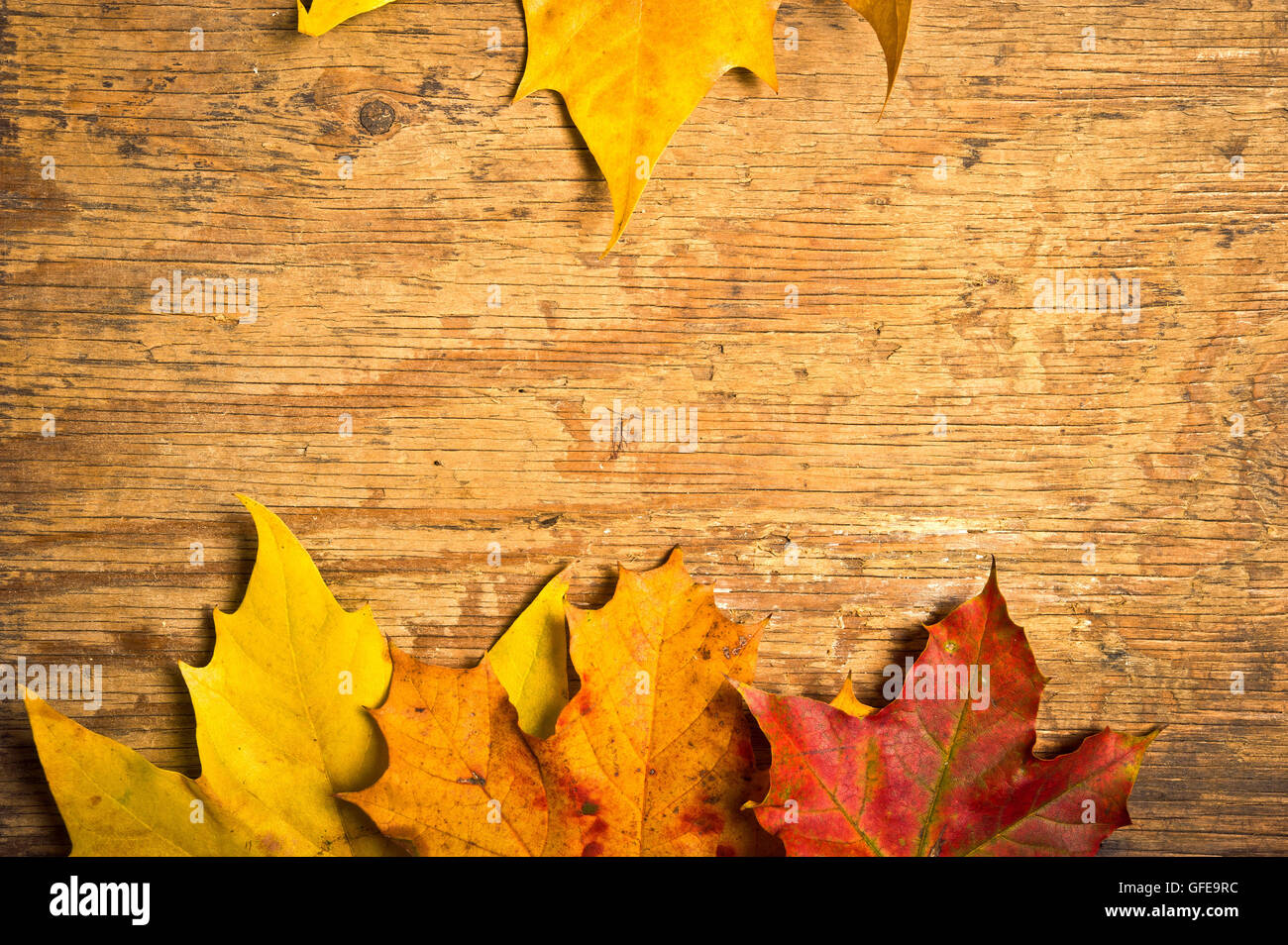 fallen maple leaves on a wood table Stock Photo - Alamy