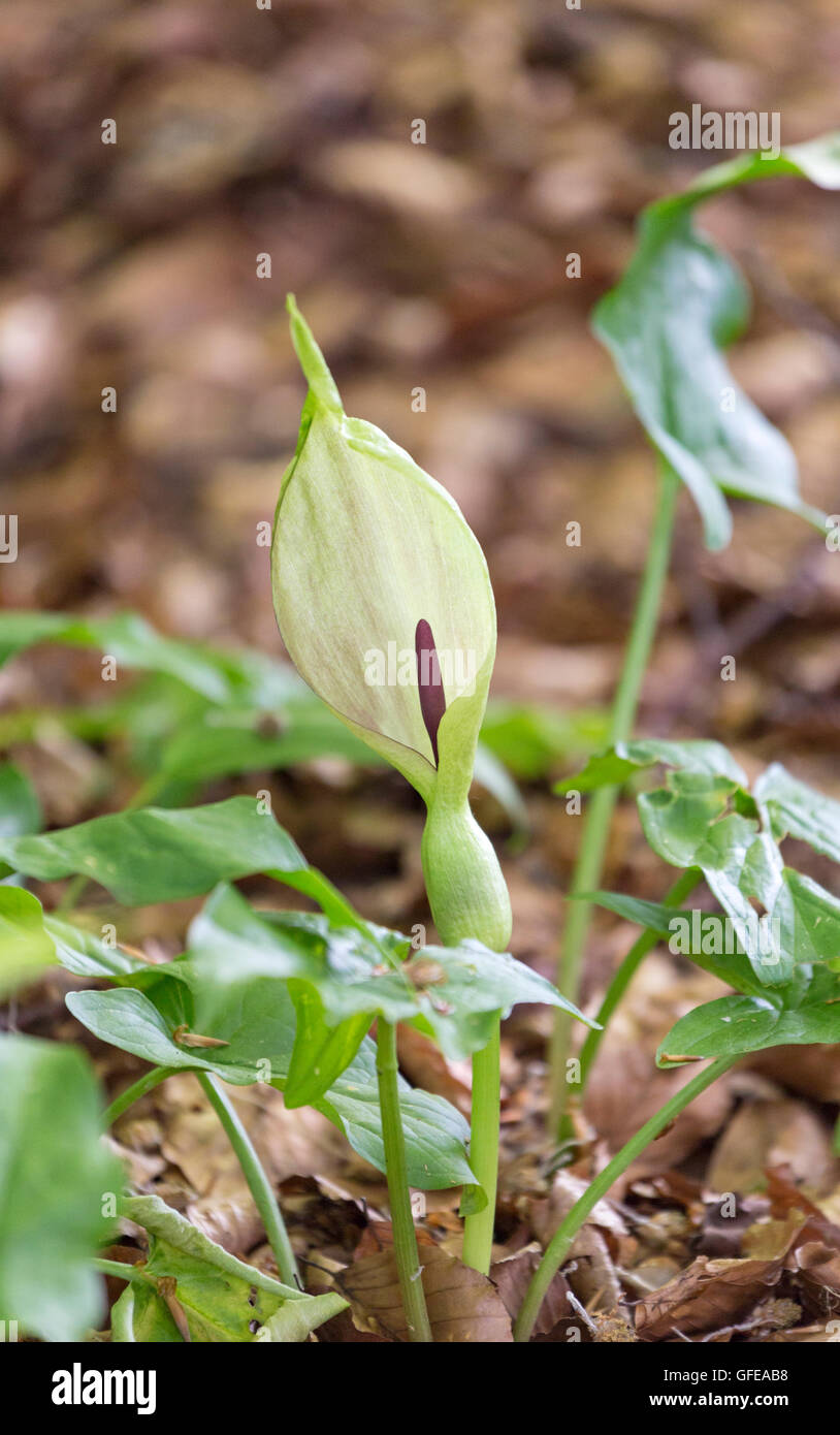Arum Lily or Cuckoo Pint growing in woodland, England, UK Stock Photo