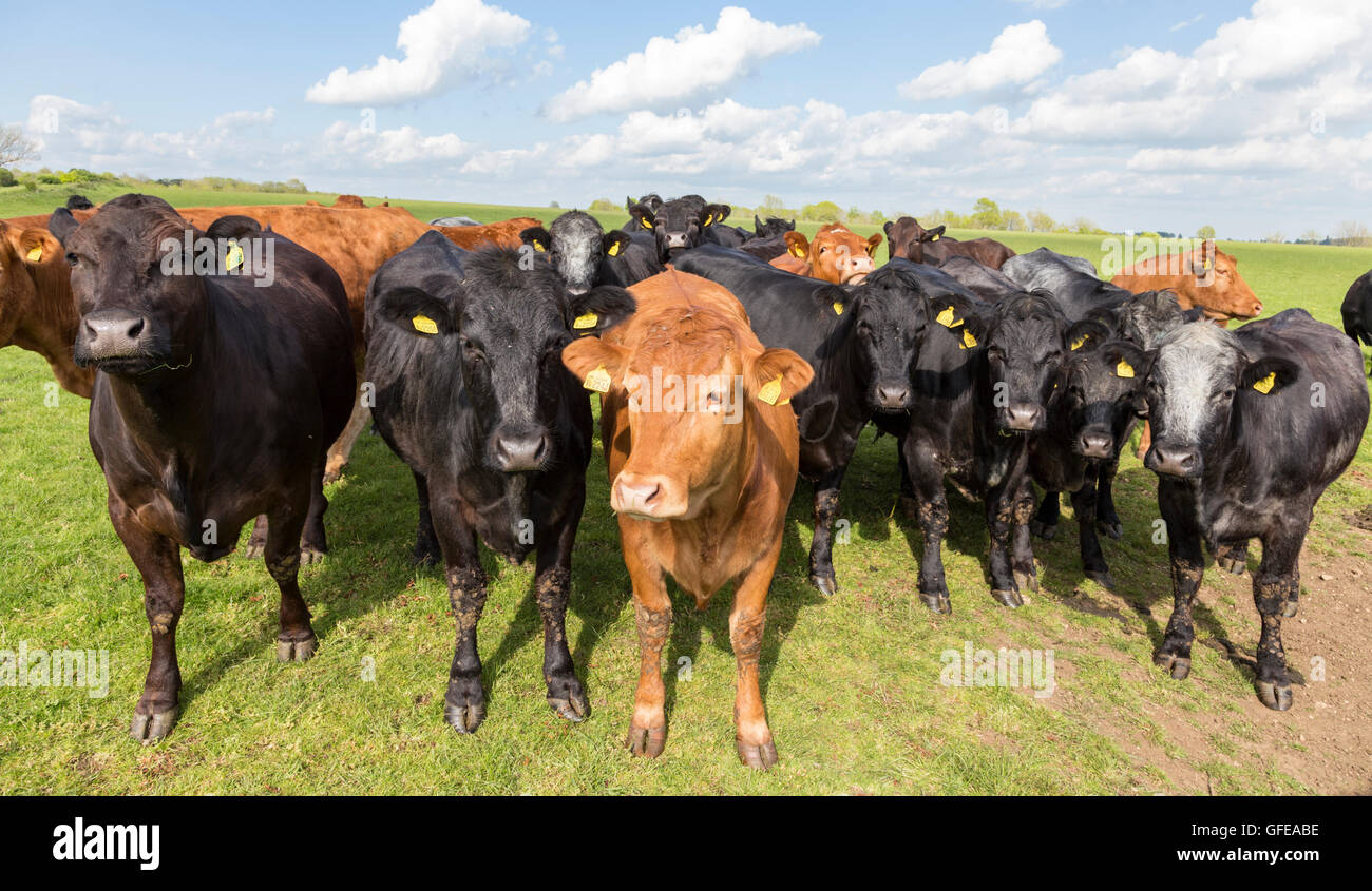 Dexter cattle, England, UK Stock Photo