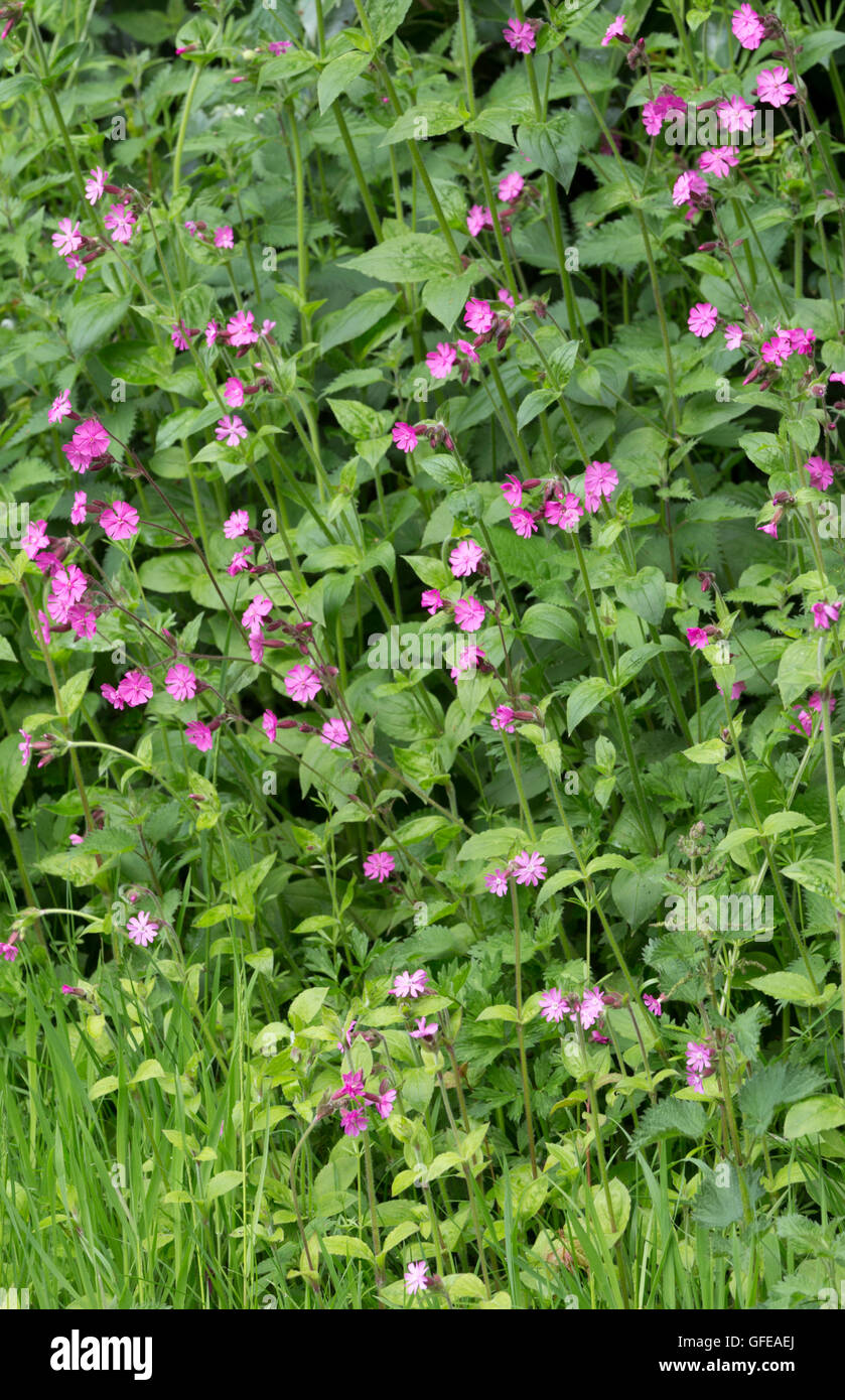 Red Campion (Silene dioica) in a spring hedgerow, England, UK Stock Photo