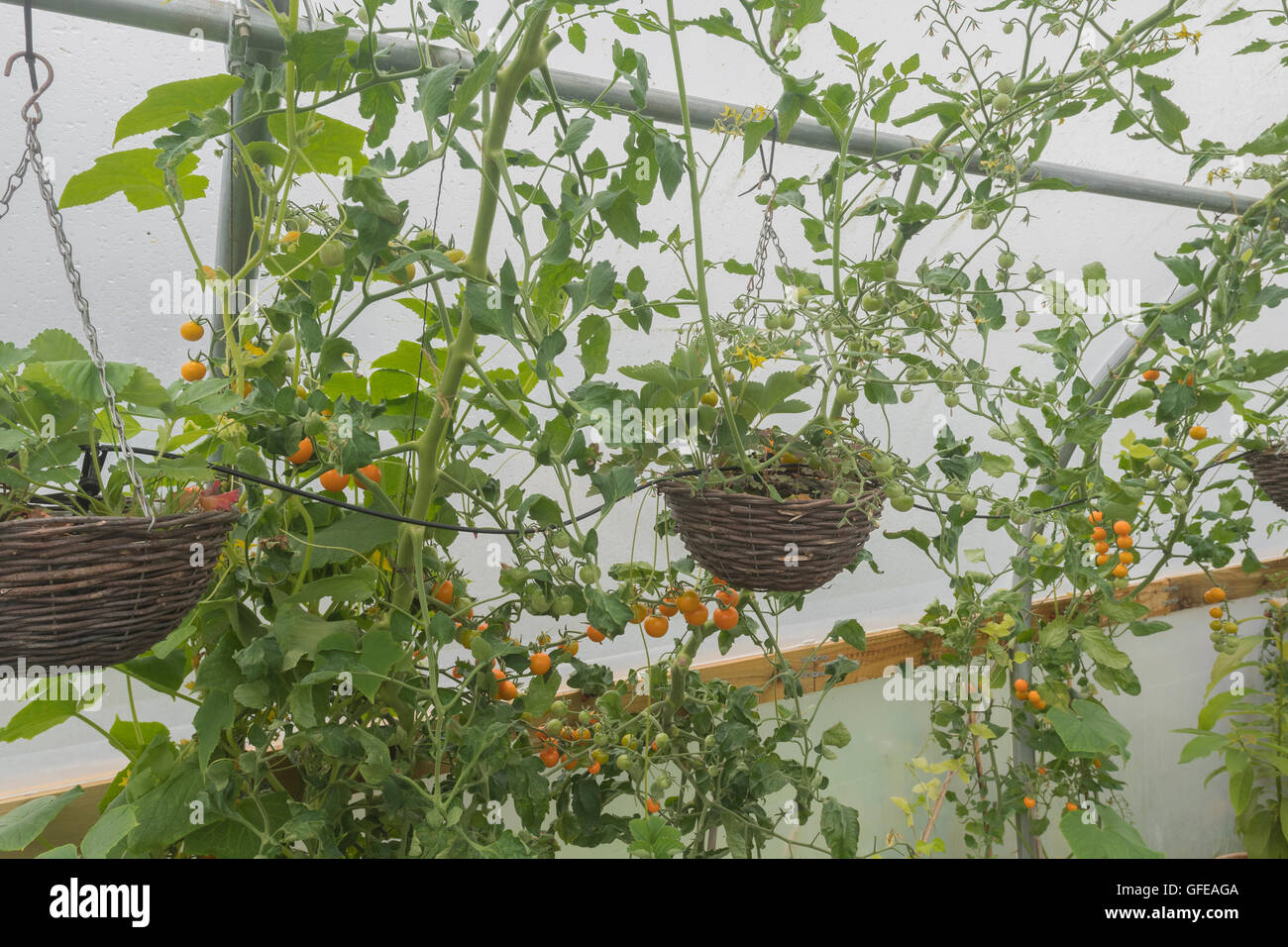 Tomato vines (with watering system) being grown in a polytunnel - metaphor for 'growing / grow your own', being self-sufficient & self-reliant. Stock Photo