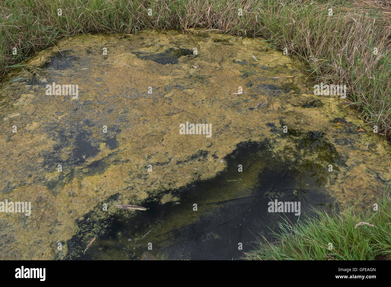 Stagnant pond water - metaphor for water safety, purity, quality and