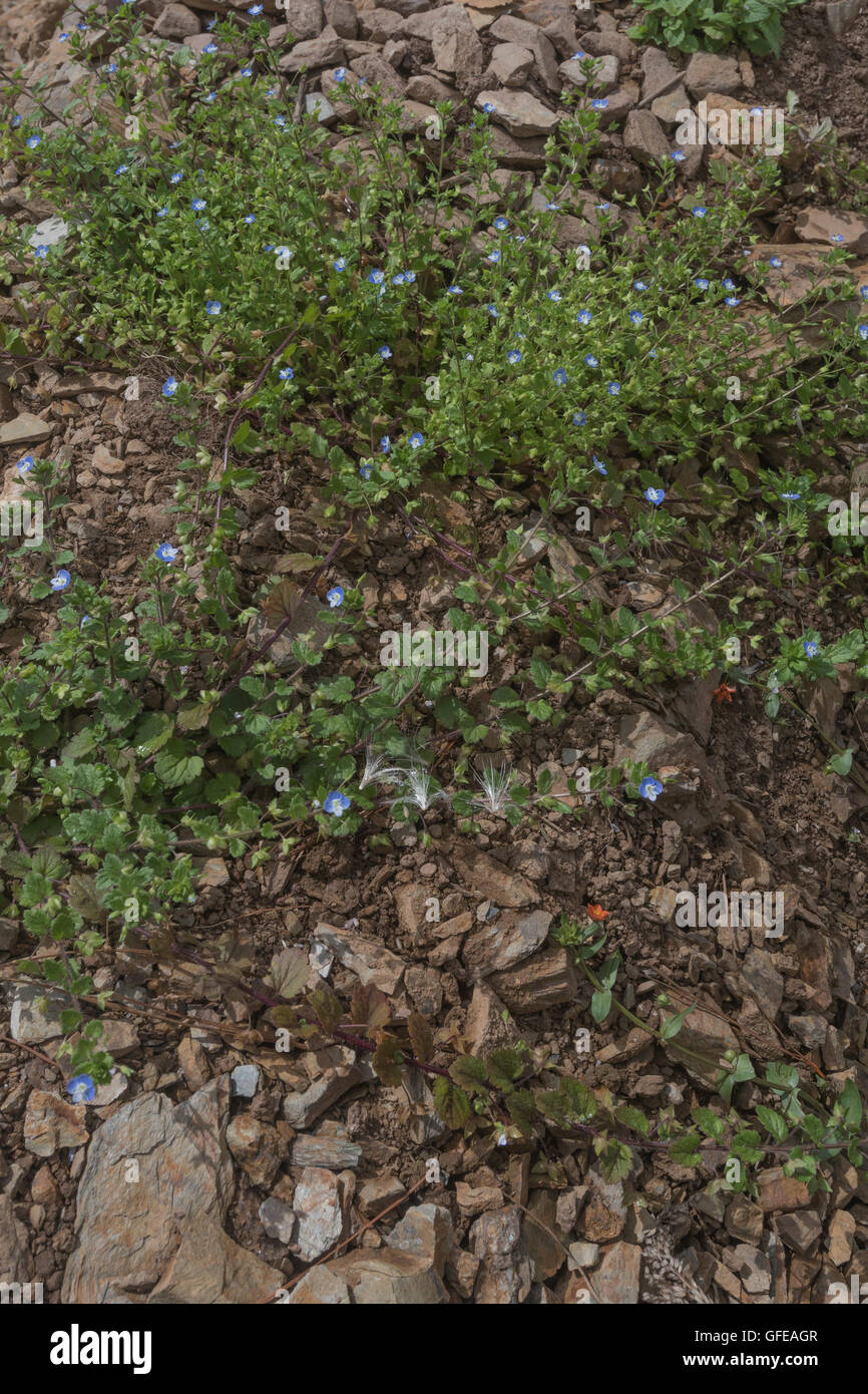 Field Speedwell / Veronica persica - a low sprawling hairy annual weed seen straggling over some stony ground. Stock Photo