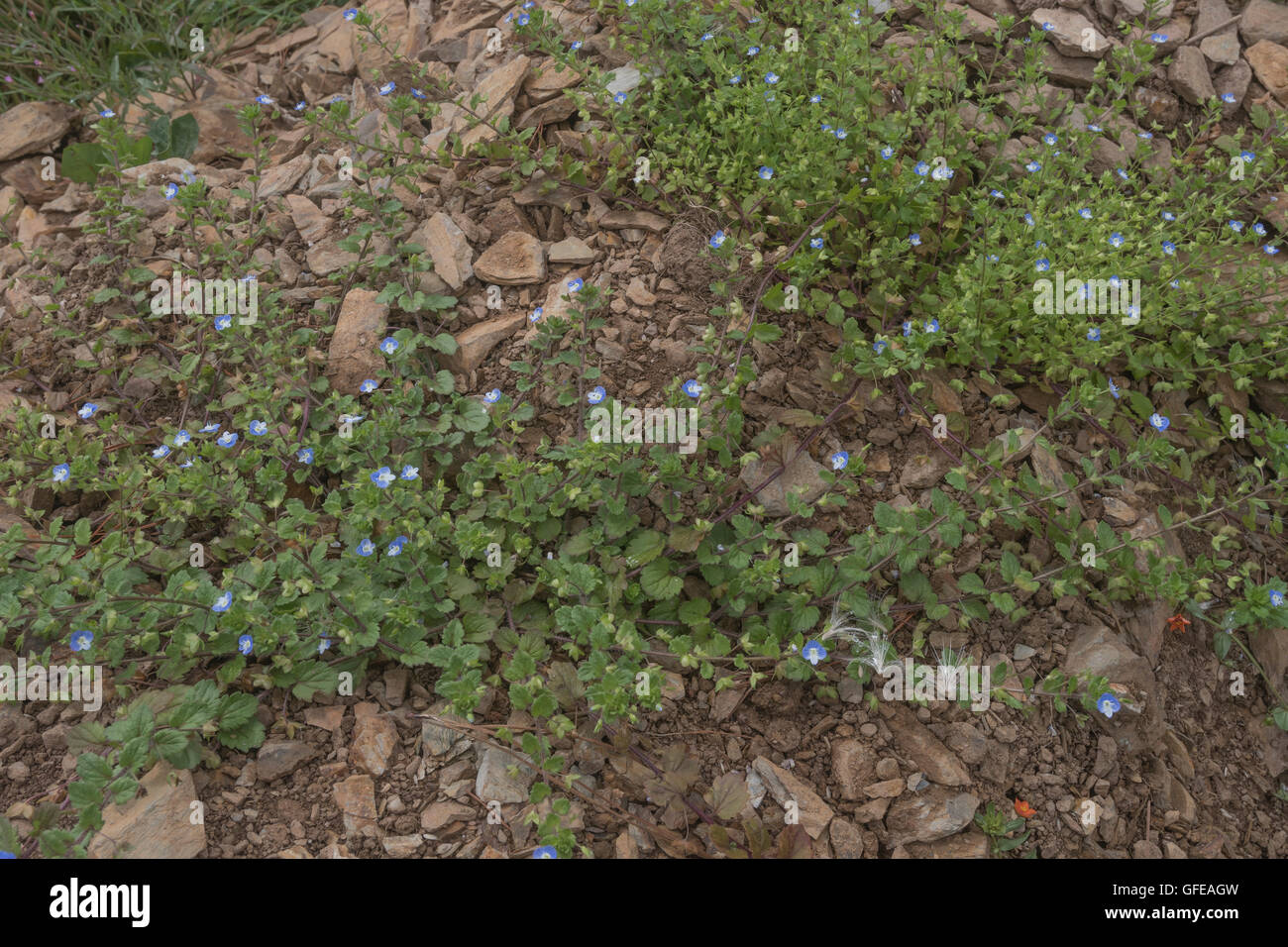 Field Speedwell / Veronica persica - a low sprawling hairy annual weed seen straggling over some stony ground. Stock Photo