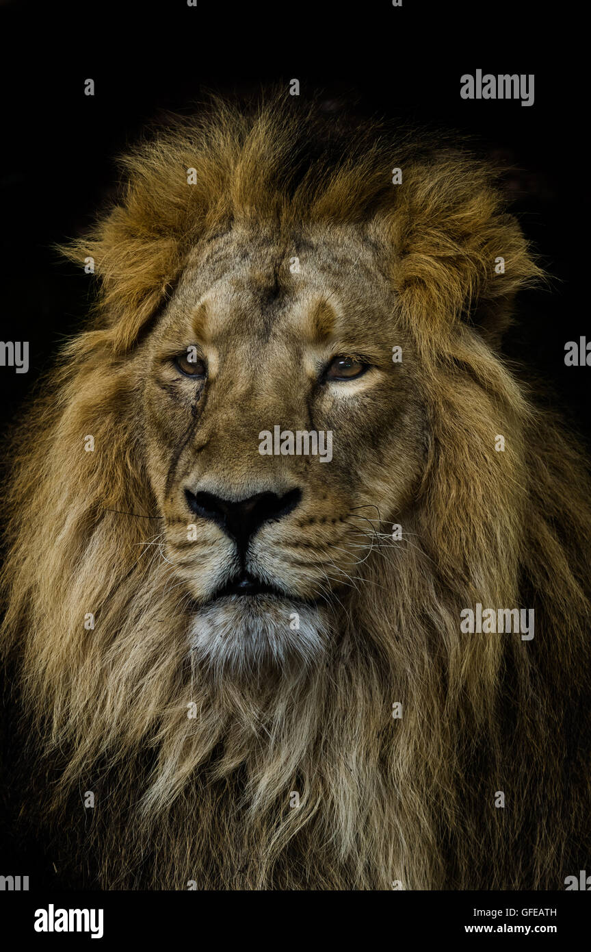 Roaring lion portrait hi-res stock photography and images - Alamy