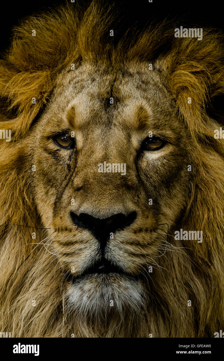 An intimate portrait of a male Lion, taken against a dark background at a zoo using only natural light Stock Photo