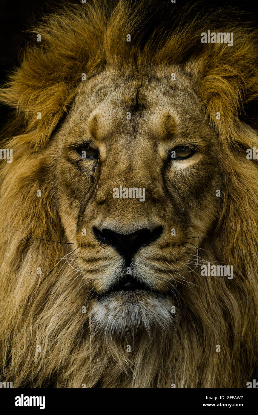 The chronicles of narnia aslan hi-res stock photography and images