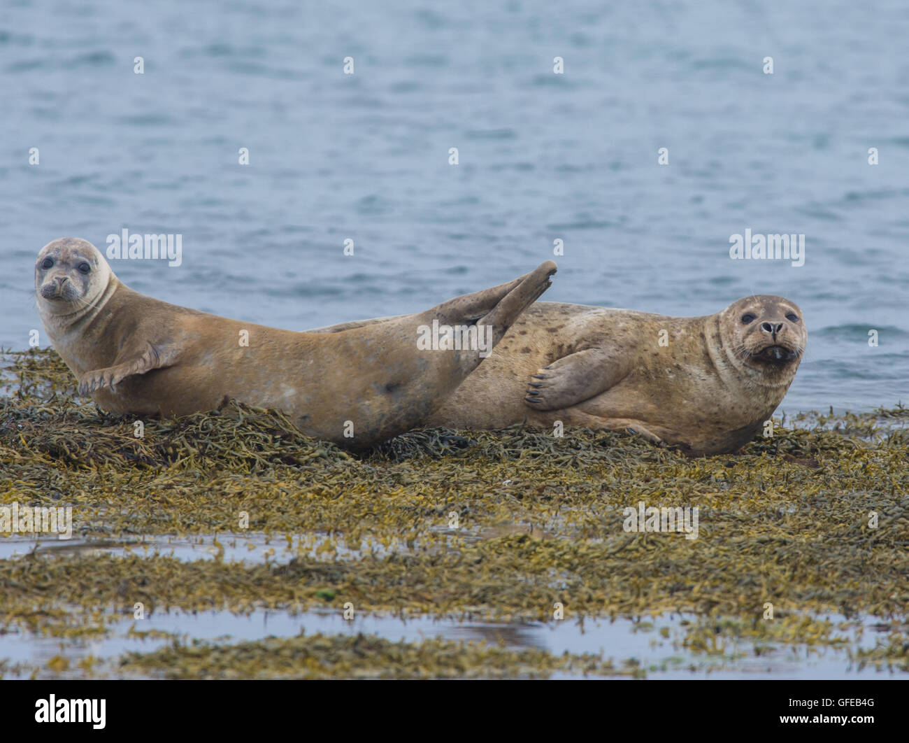 Harbor Seals In The Waters Of The Skotur Fjord Near Litlibaer Western harbor-seals-in-the-waters-of-the-skotur-fjord-near-litlibaer-western