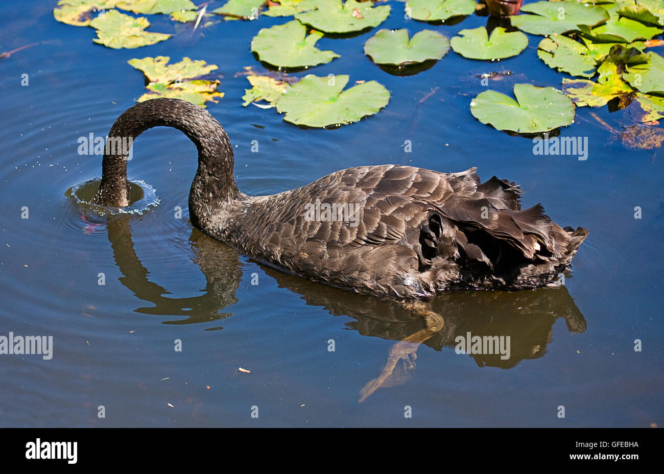 Swan Dive Stock Photo Alamy