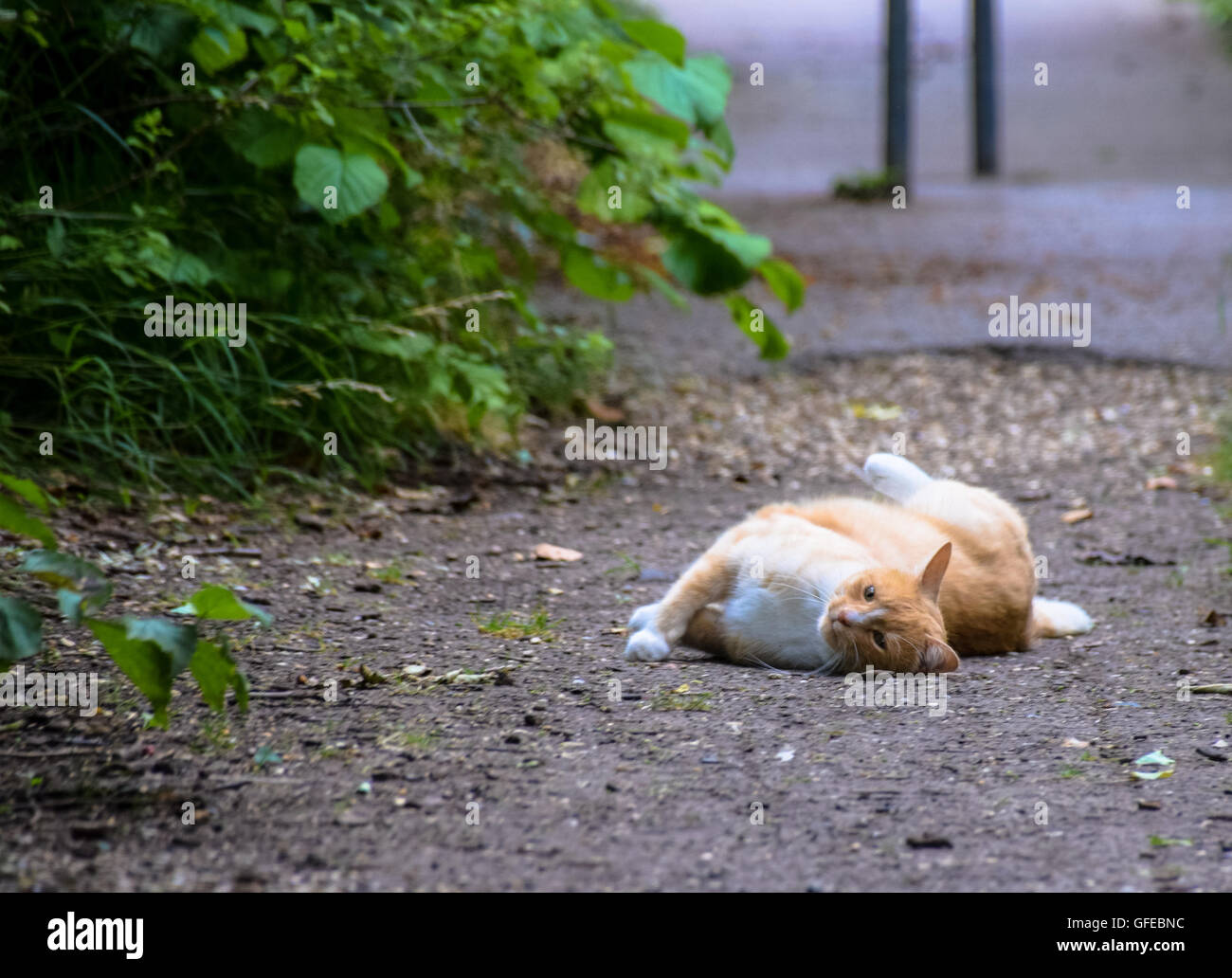 Cat rolling out in dry dirt Stock Photo Alamy