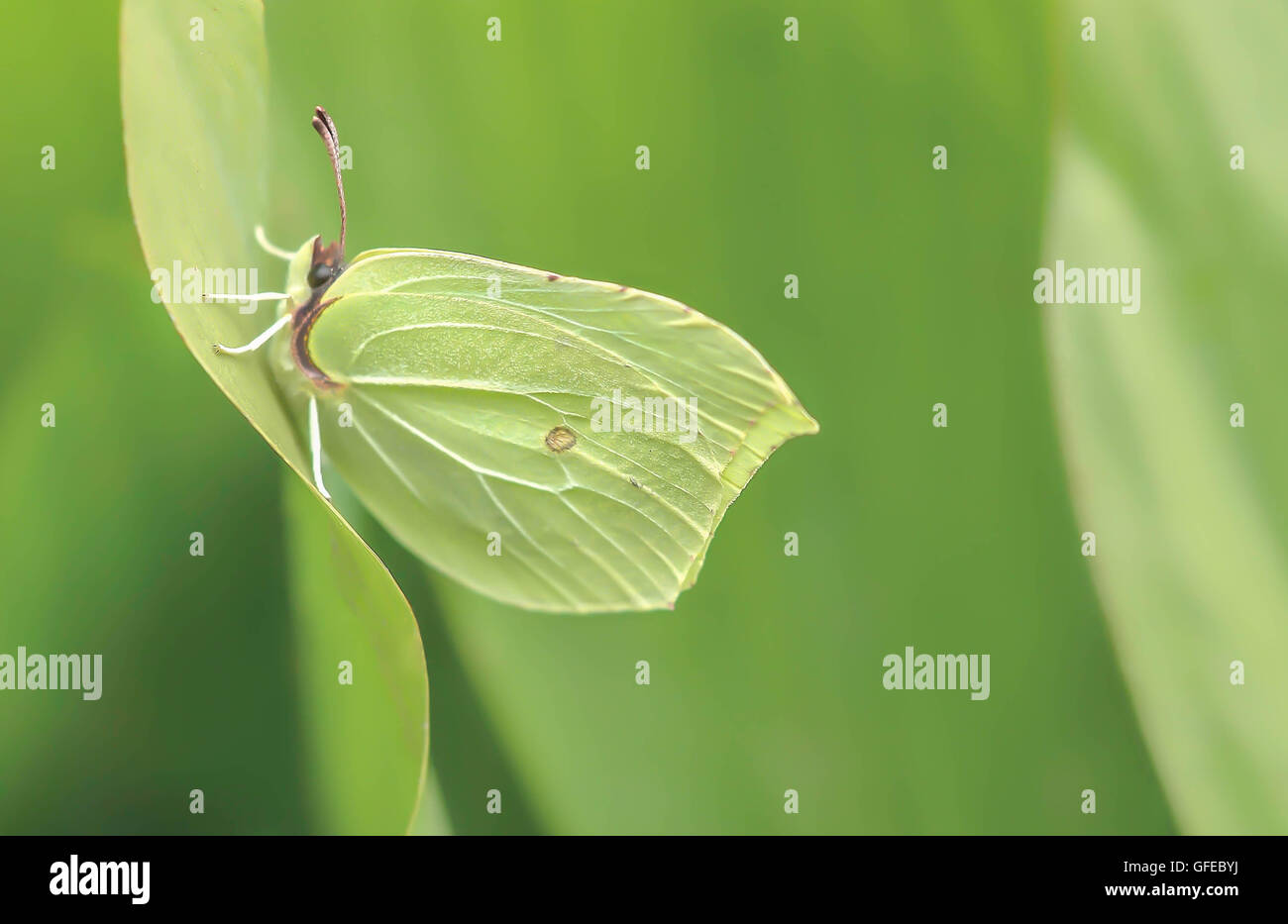Pieris brassicae, summer, green, butterfly, sweet, Stock Photo