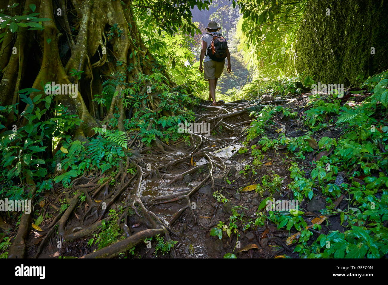 Tourist trekking through the tropical forest, Bali, Indonesia Stock Photo