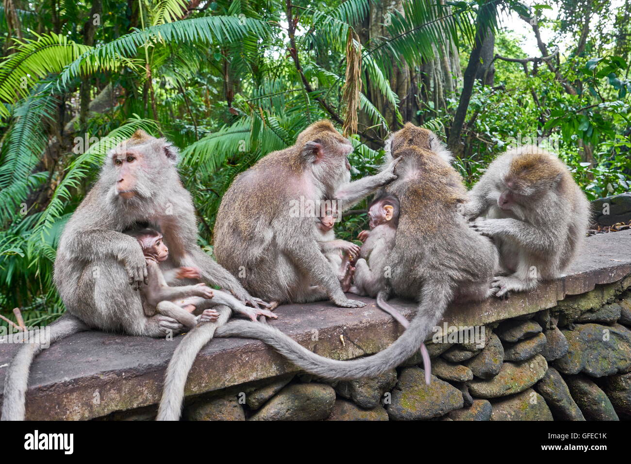 Group of macaques at Secred Monkey Forest Sanctuary, Bali, Indonesia Stock Photo