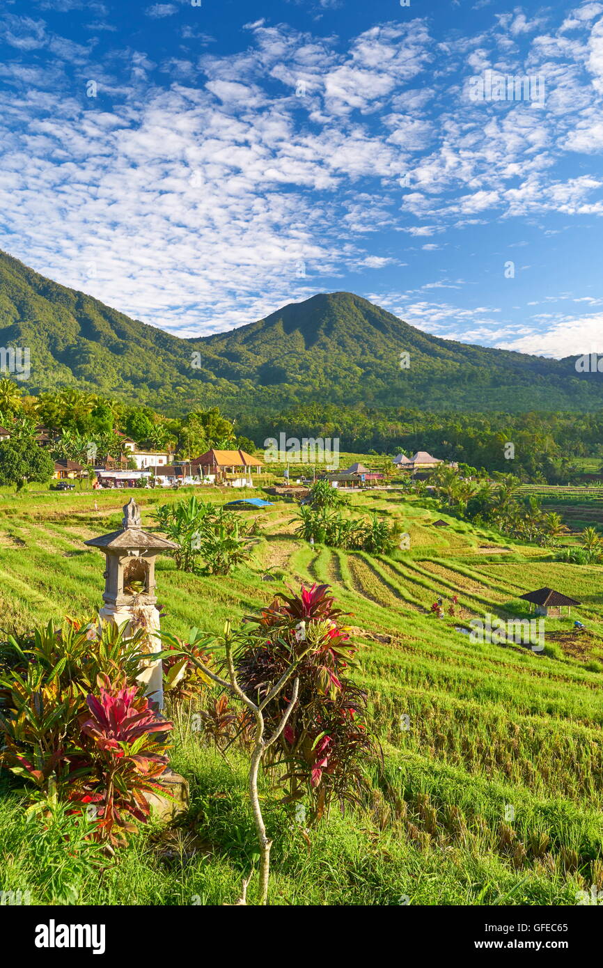 Jatiluwih Rice Terrace, Bali , Indonesia Stock Photo