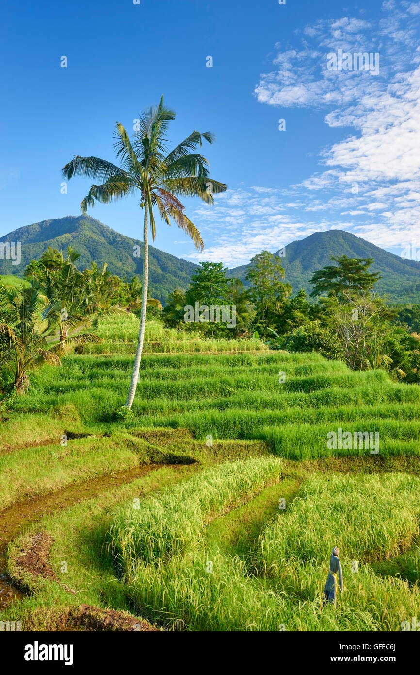 Jatiluwih Rice Terraces, Bali , Indonesia Stock Photo