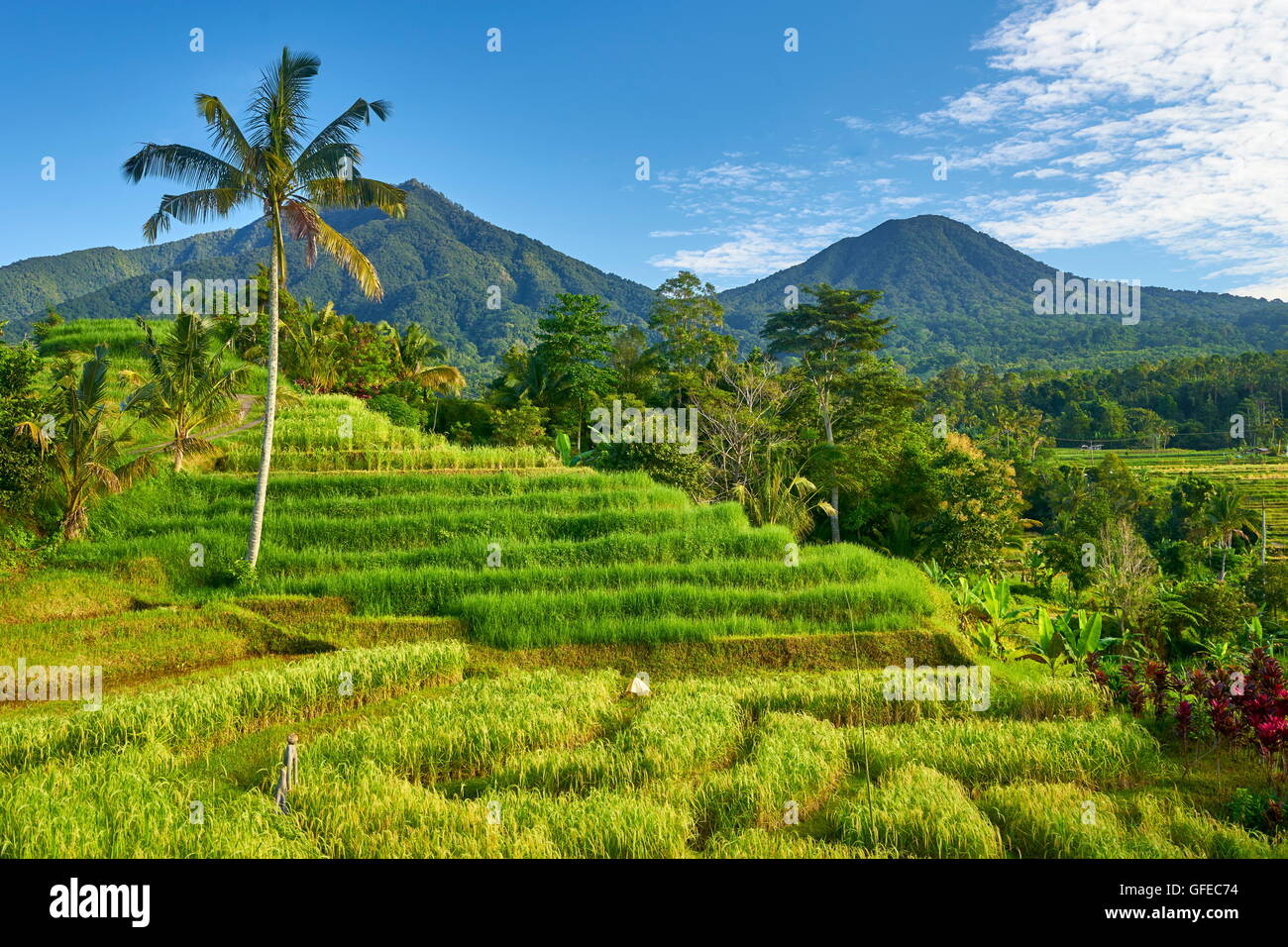 Jatiluwih Rice Field Terraces, Bali, Indonesia Stock Photo
