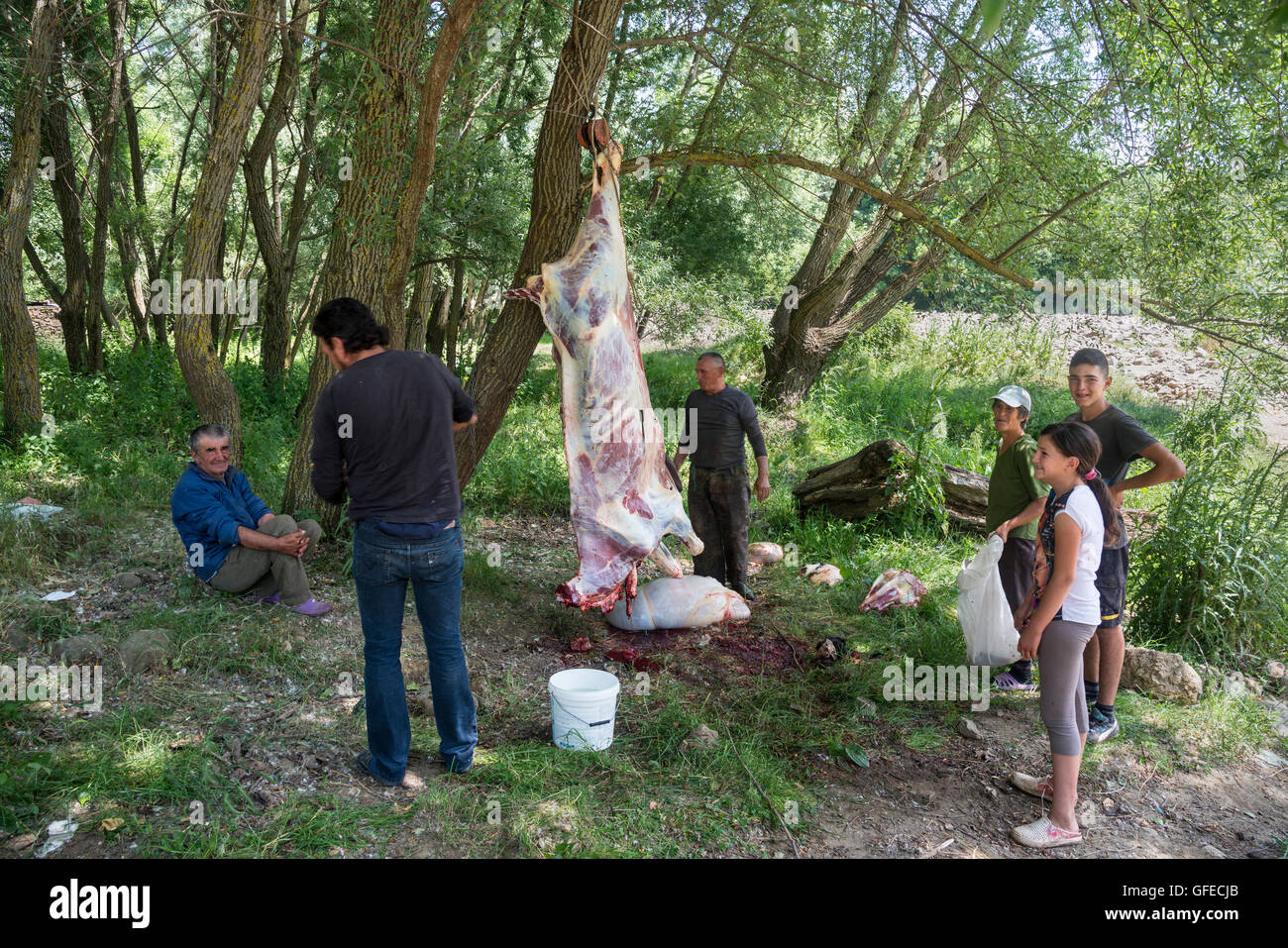 Family butchering a cow near Erseke, on the road from Permet to Korca