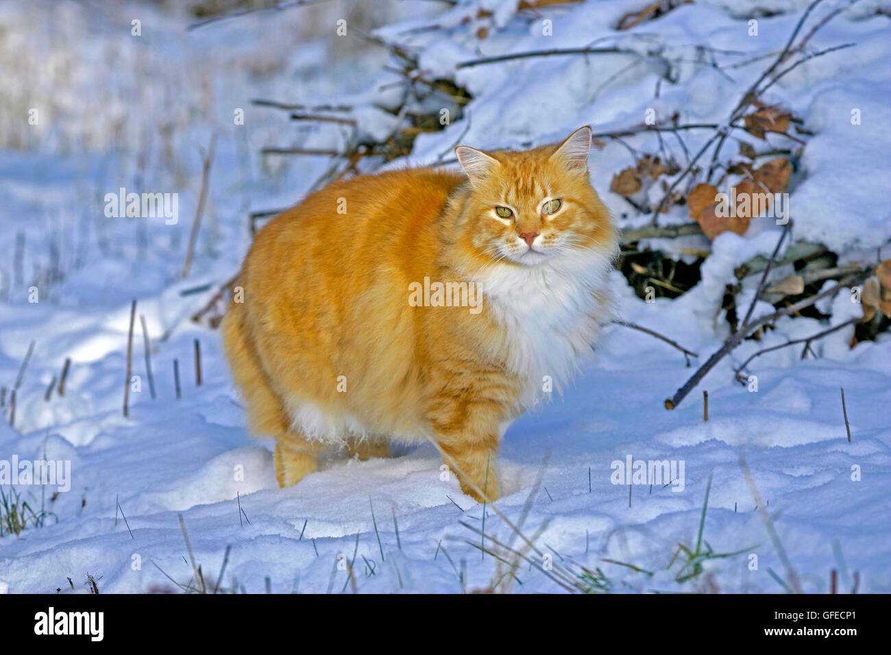 Beautiful long-haired ginger tabby  Cat walking on snow Stock Photo