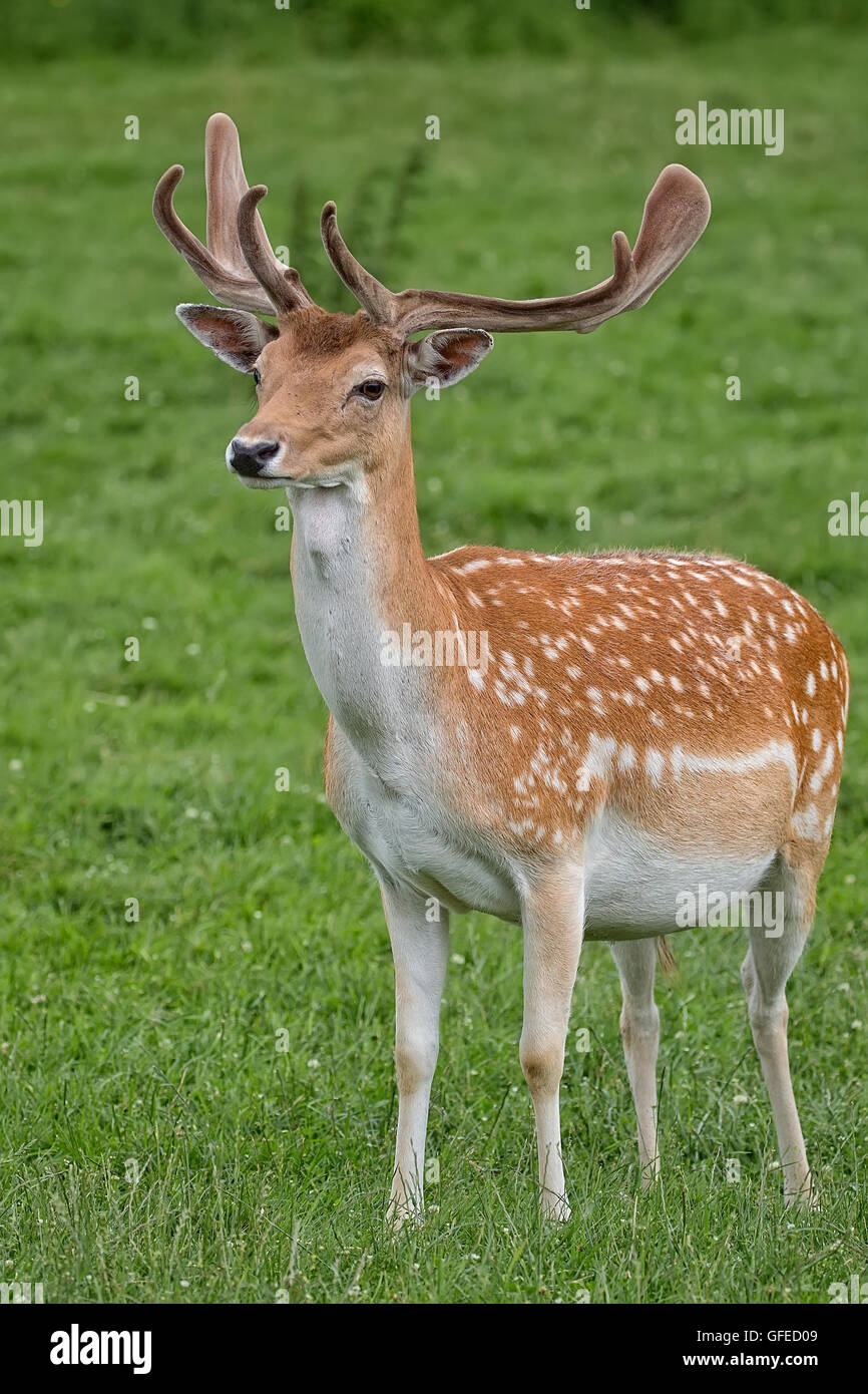 Fallow deer in a clearing in the wild Stock Photo