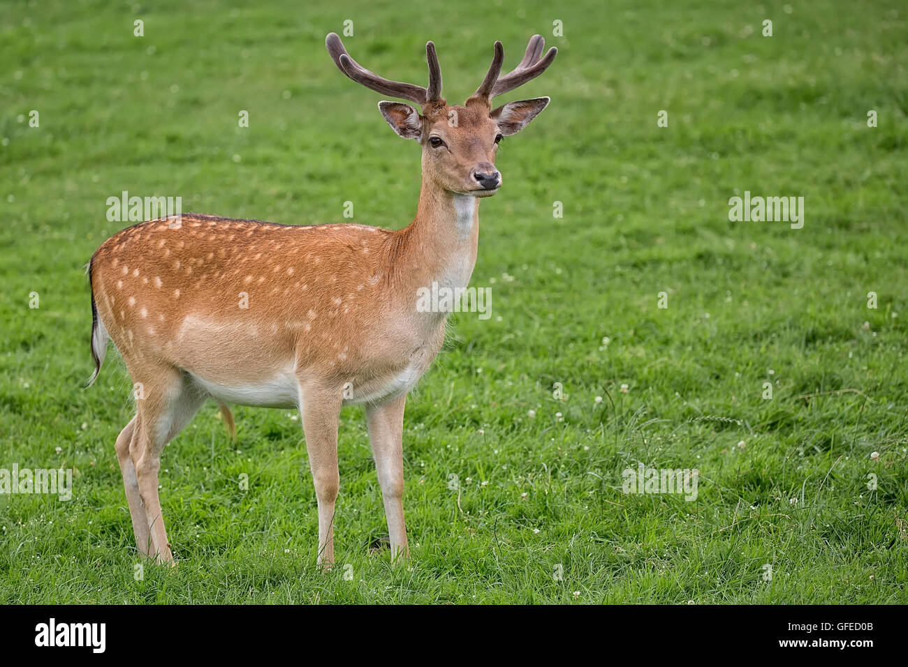 Fallow deer in a clearing in the wild Stock Photo