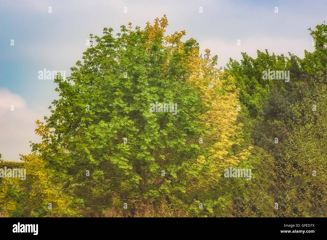 Two colors of the leaves on the tree Stock Photo - Alamy