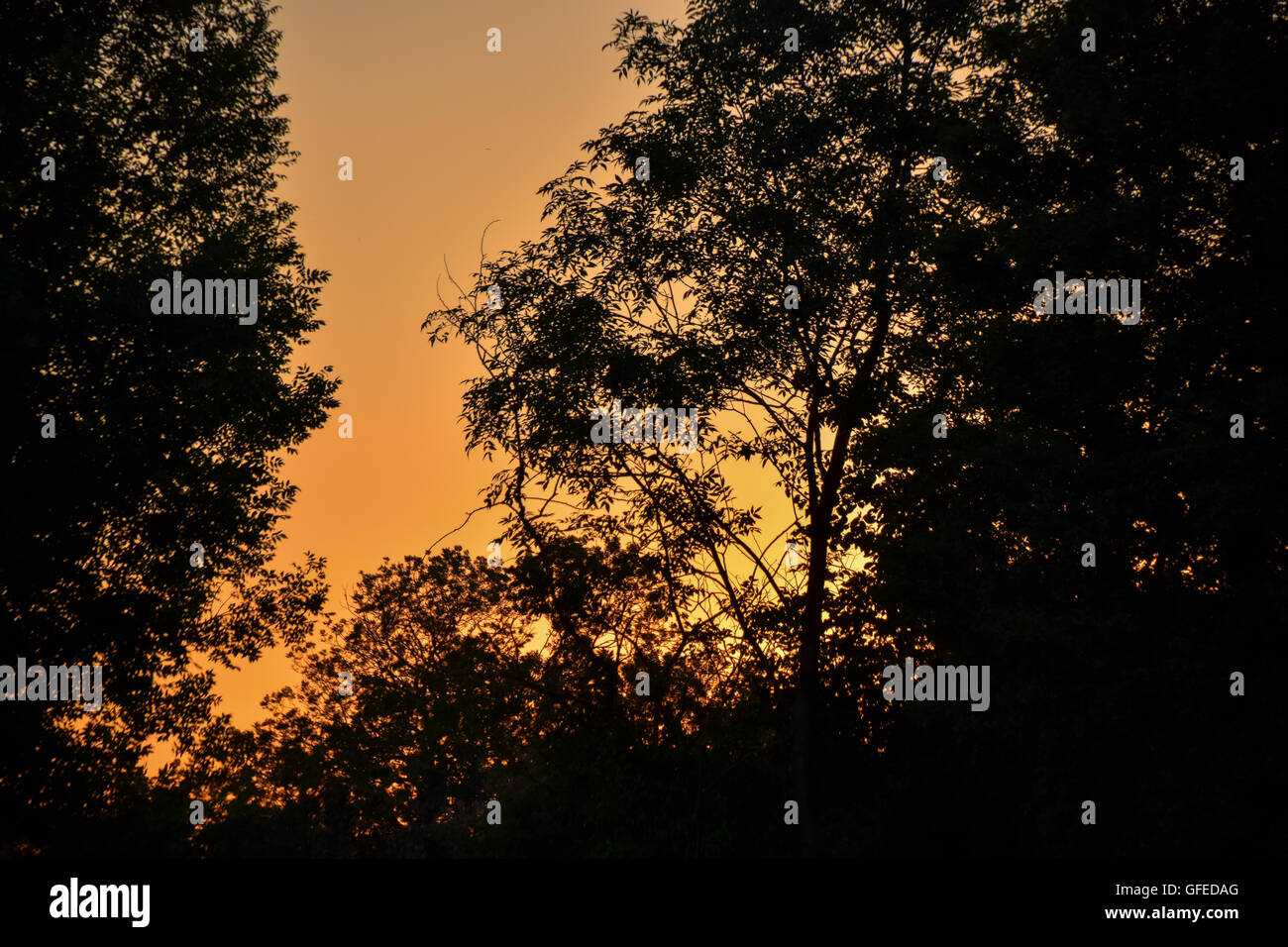 Golden glow of sunset against silhouetted trees Stock Photo - Alamy