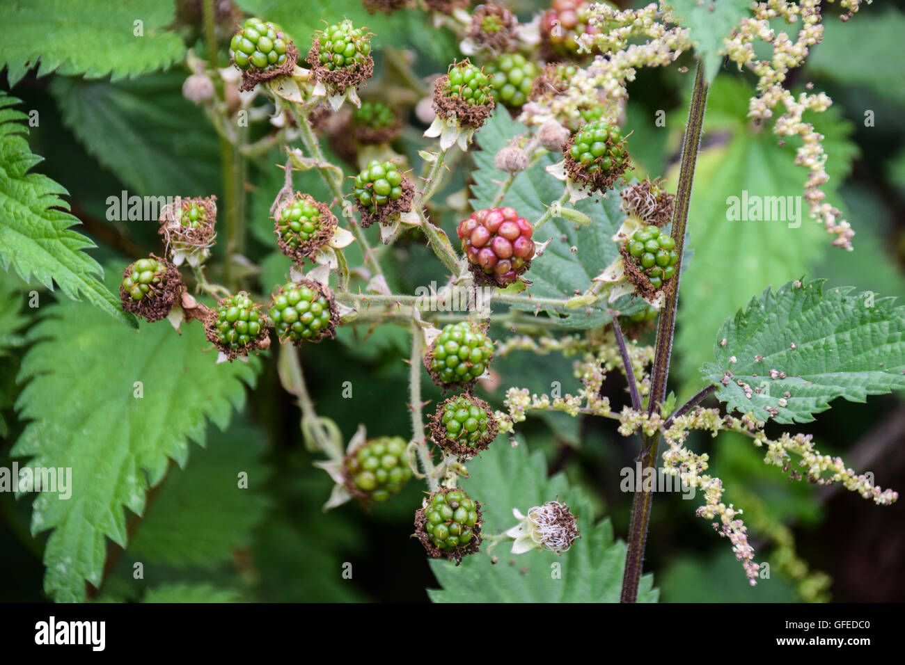 Wild brambles blackberries grow in hires stock photography and images