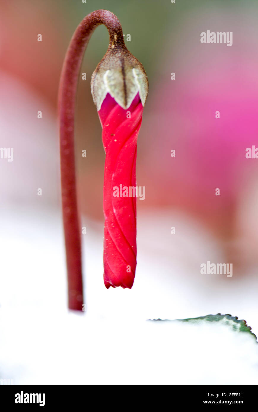 close up of a Persian Violet Cyclamen persicum looming out of the snow a concept of growth and renewal Stock Photo