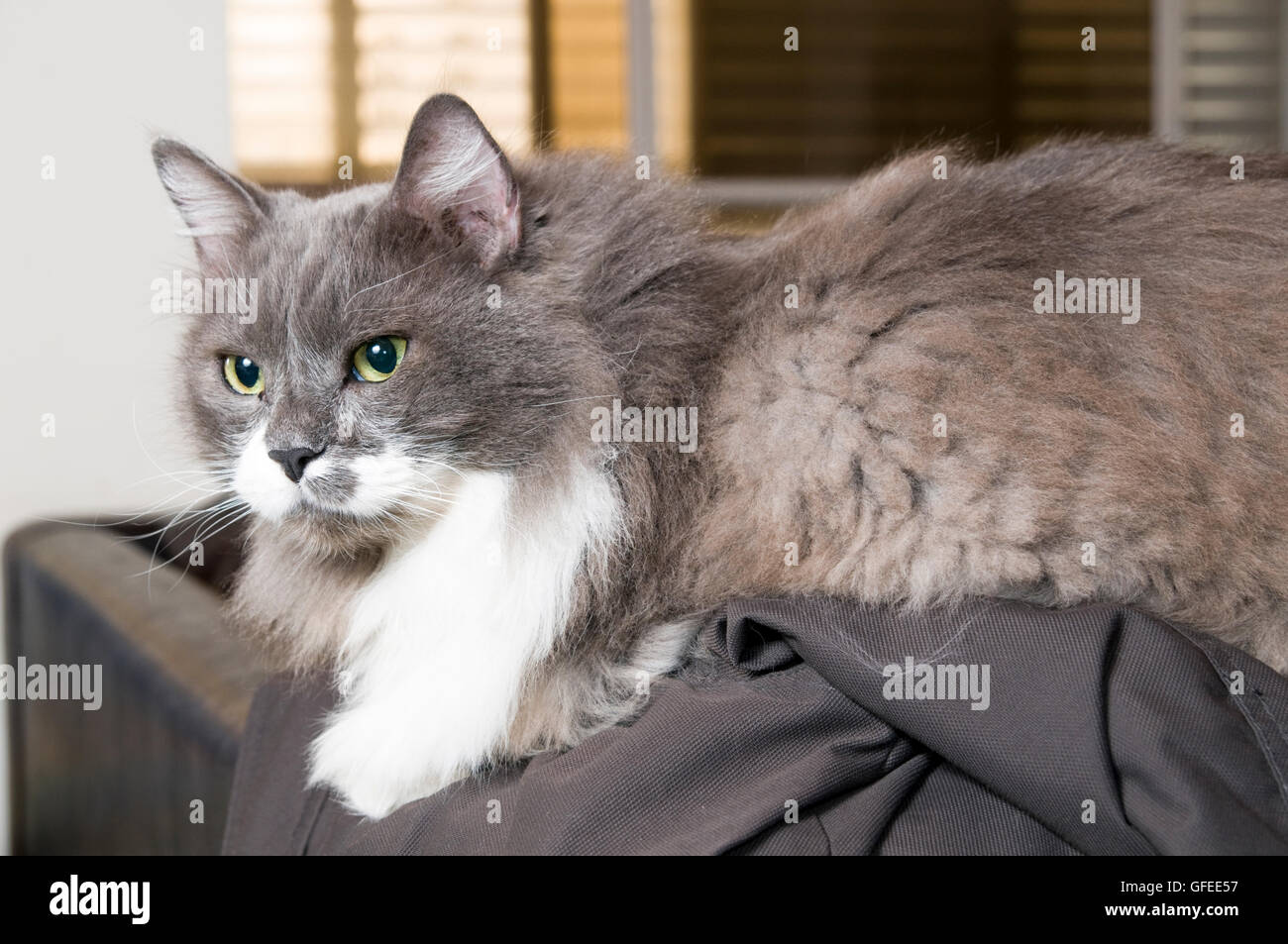 White and hotsell grey persian cat