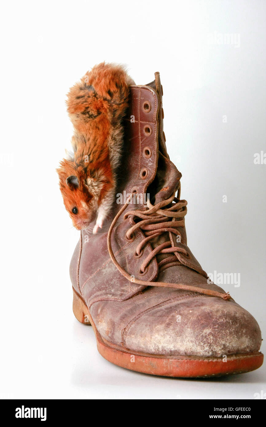 Cutout of a hamster climbing down an old military boot on white background Stock Photo