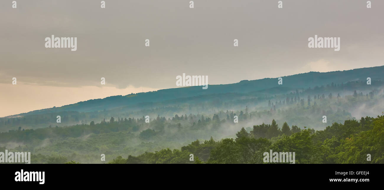 Forested mountain slope in low lying cloud with the evergreen conifers ...