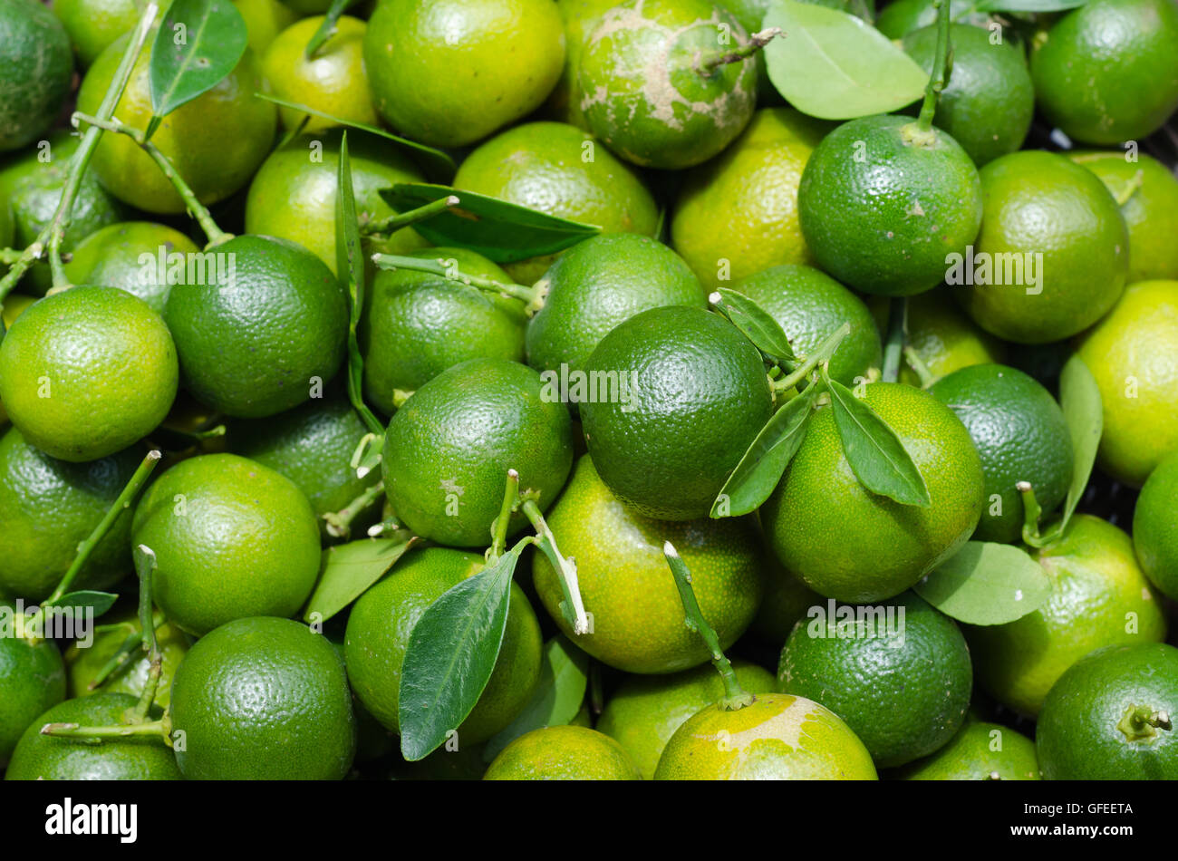 Green Kumquat from Natural Orchard Stock Photo - Alamy