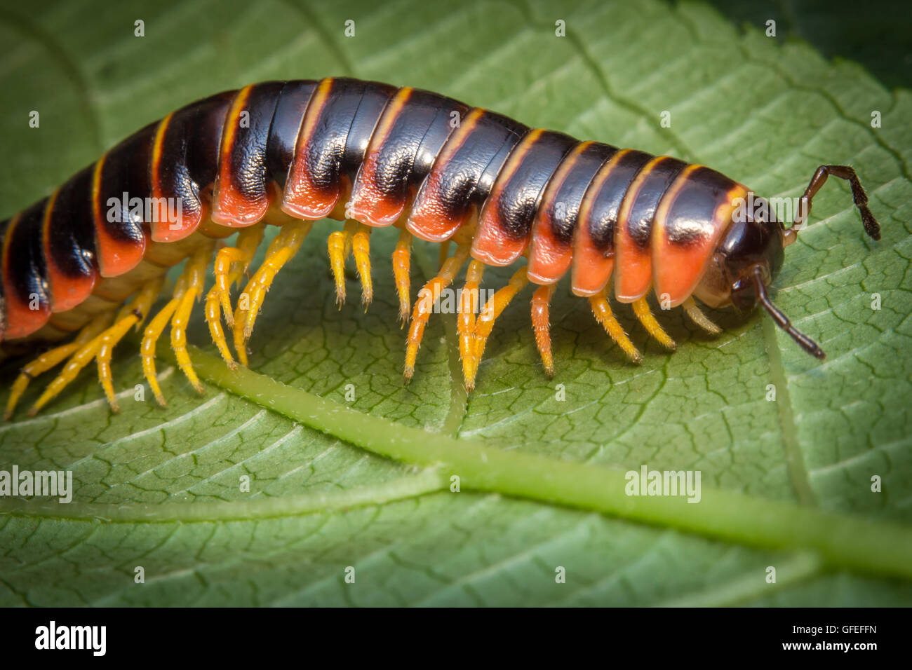 Macro Closeup Of Orange And Black Millipede On Green Leaf Stock