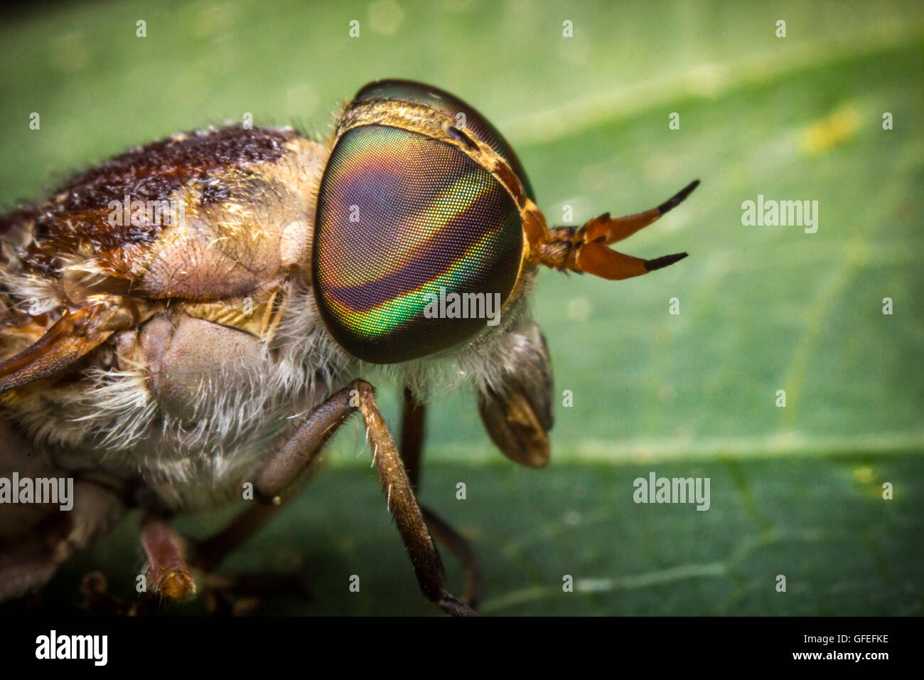 Close up macro horse fly on green leaf daytime Stock Photo