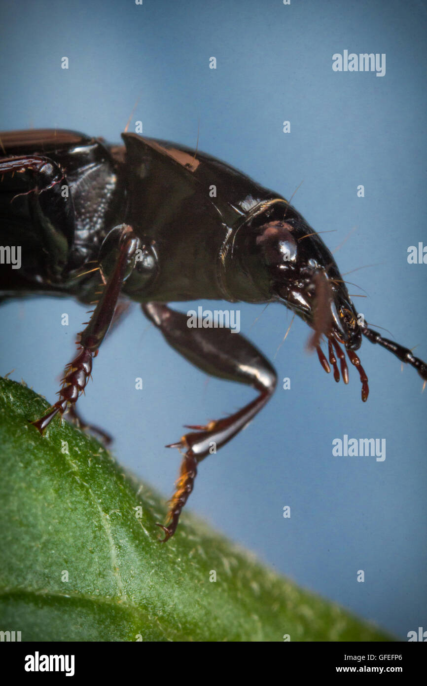 Cicada parasite beetle hi-res stock photography and images - Alamy