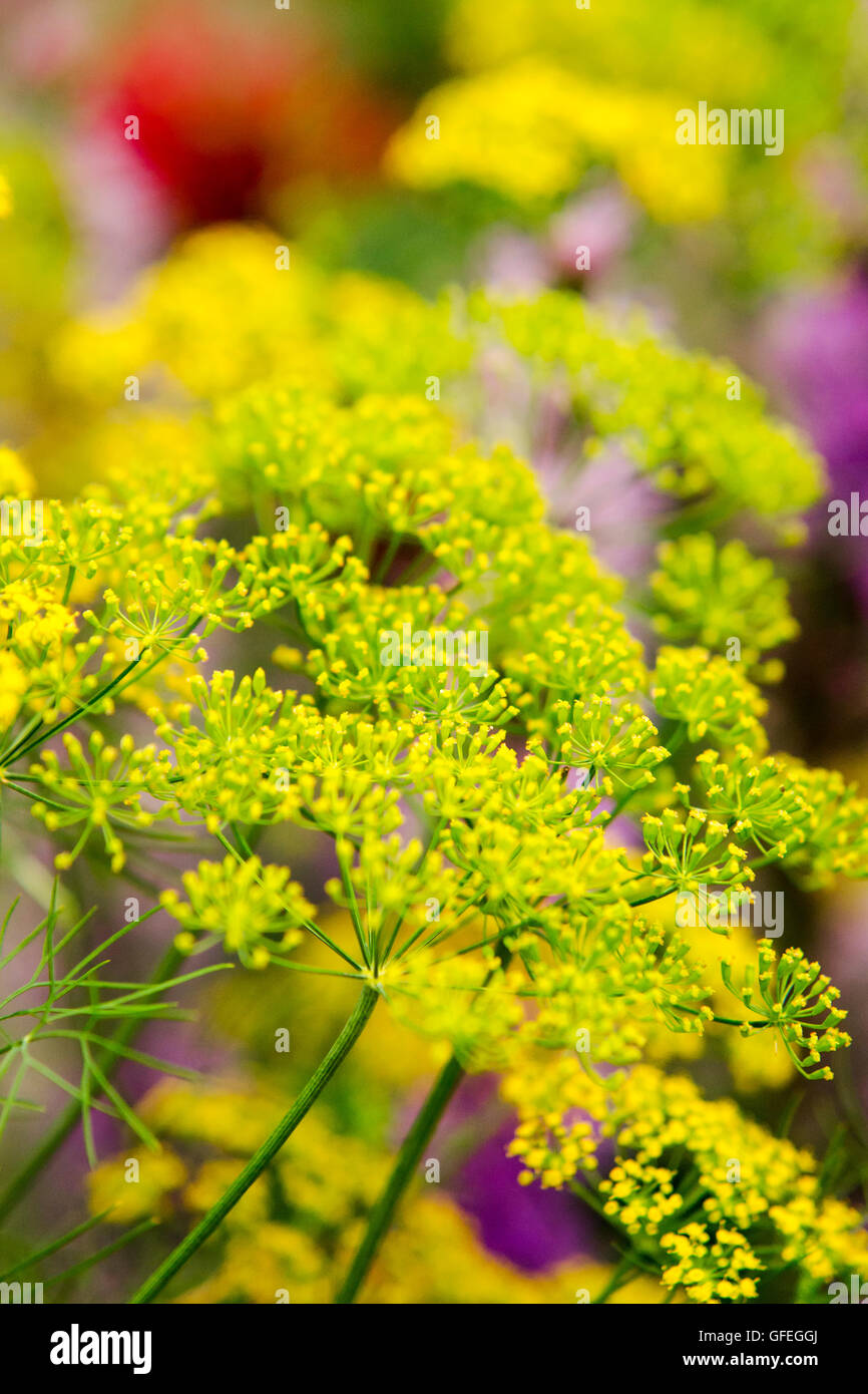 Dill flowers in flower garden Stock Photo Alamy