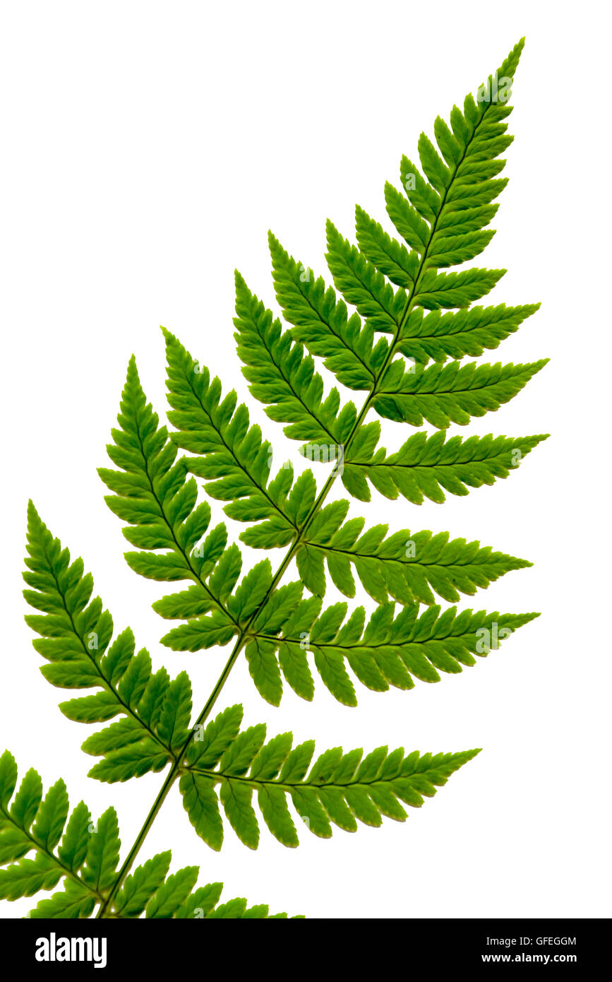 Fern frond cut out on white background. Stock Photo