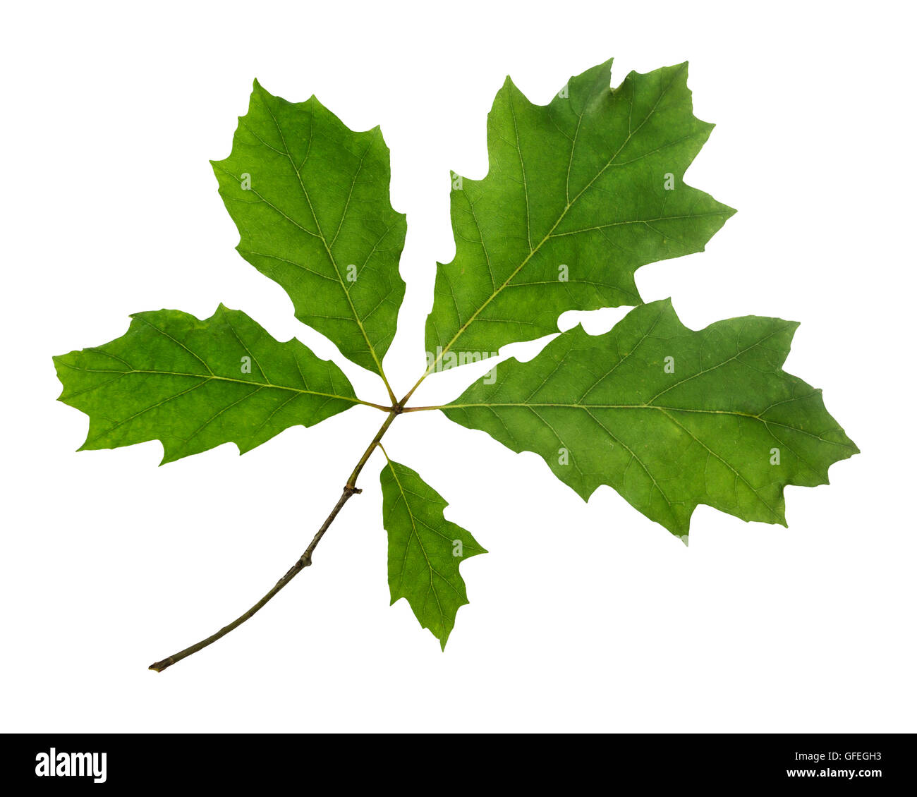 Red oak leaves cut out on white background Stock Photo