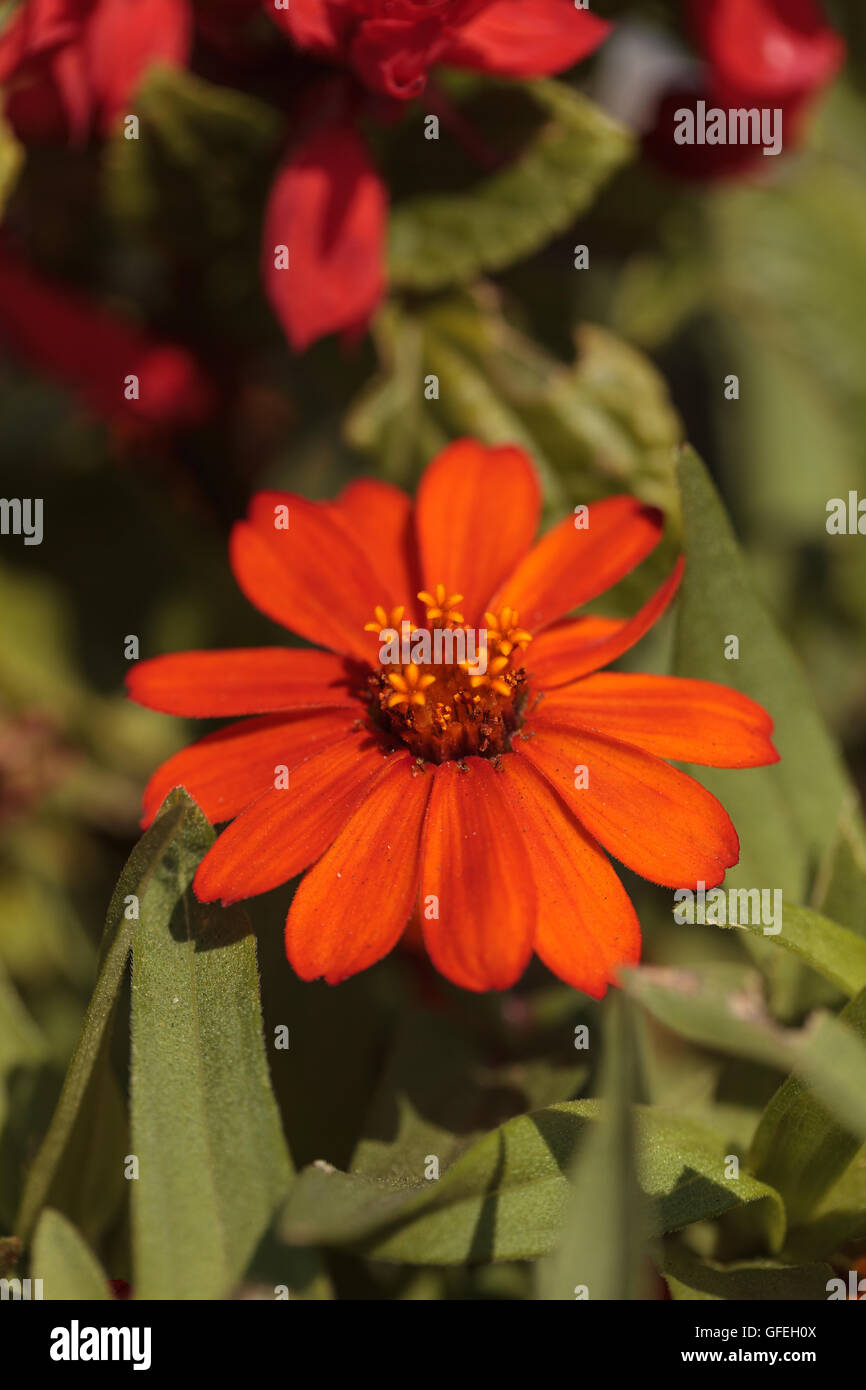 Red orange cosmos daisy blooms in a botanical garden in Laguna Beach