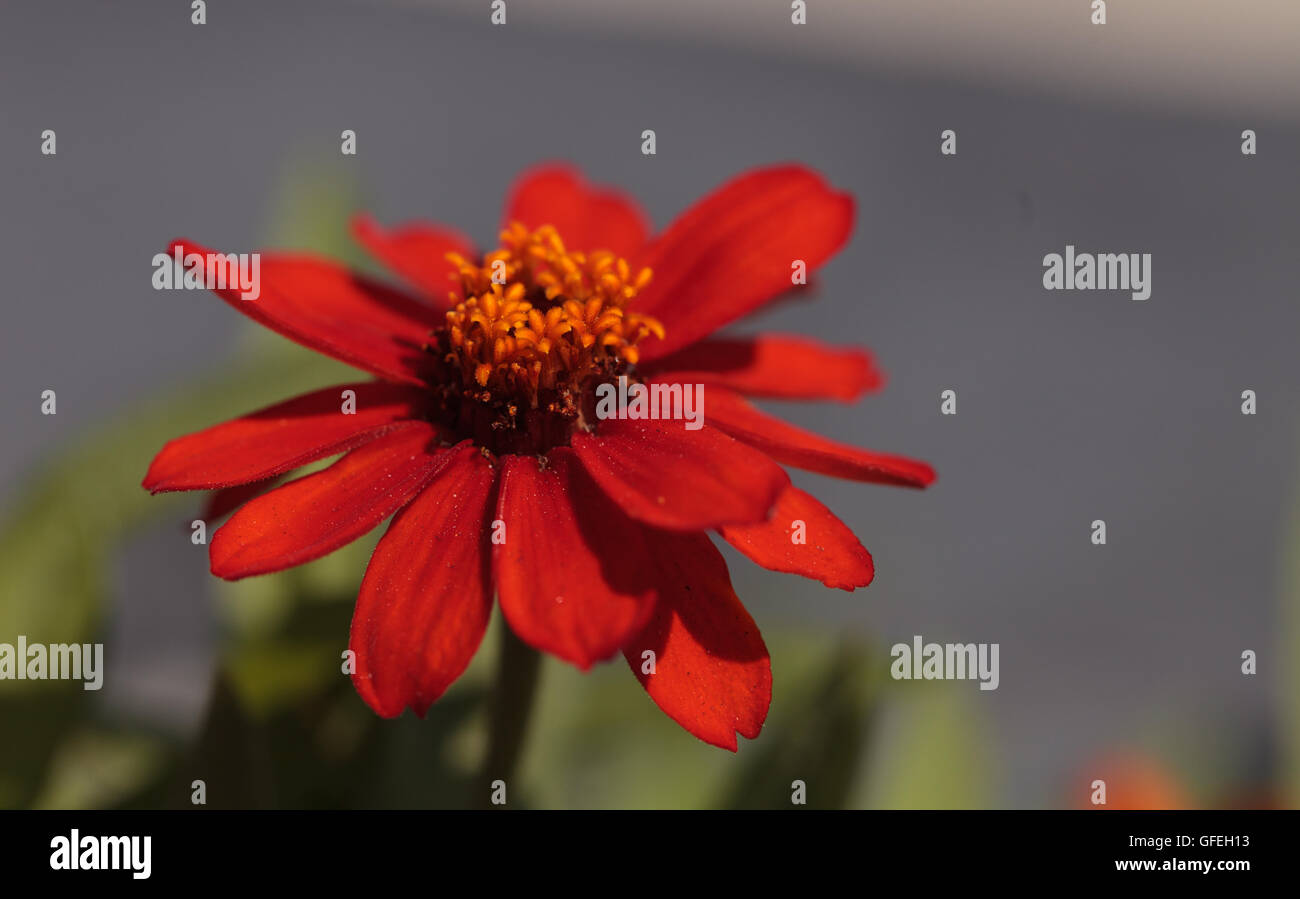 Red orange cosmos daisy blooms in a botanical garden in Laguna Beach