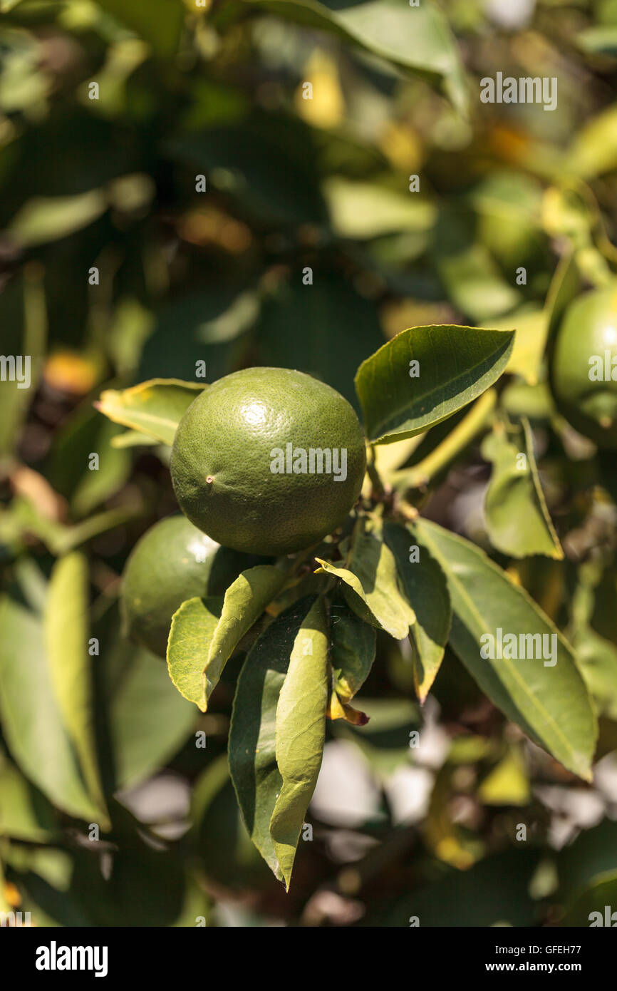 Lime fruit grows on the branch a lime tree in an orchard in summer