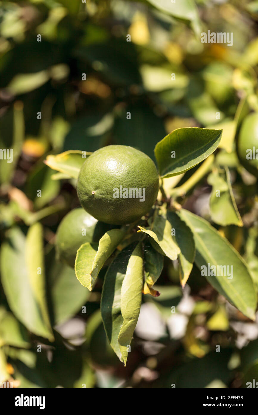 Lime fruit grows on the branch a lime tree in an orchard in summer