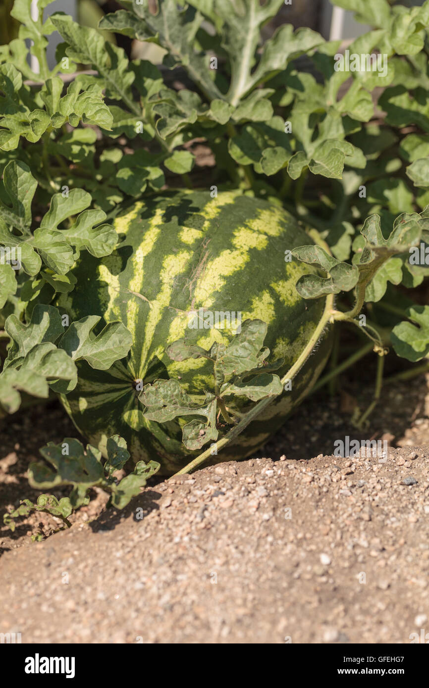 OMG! Found Giant Watermelon on Google Earth