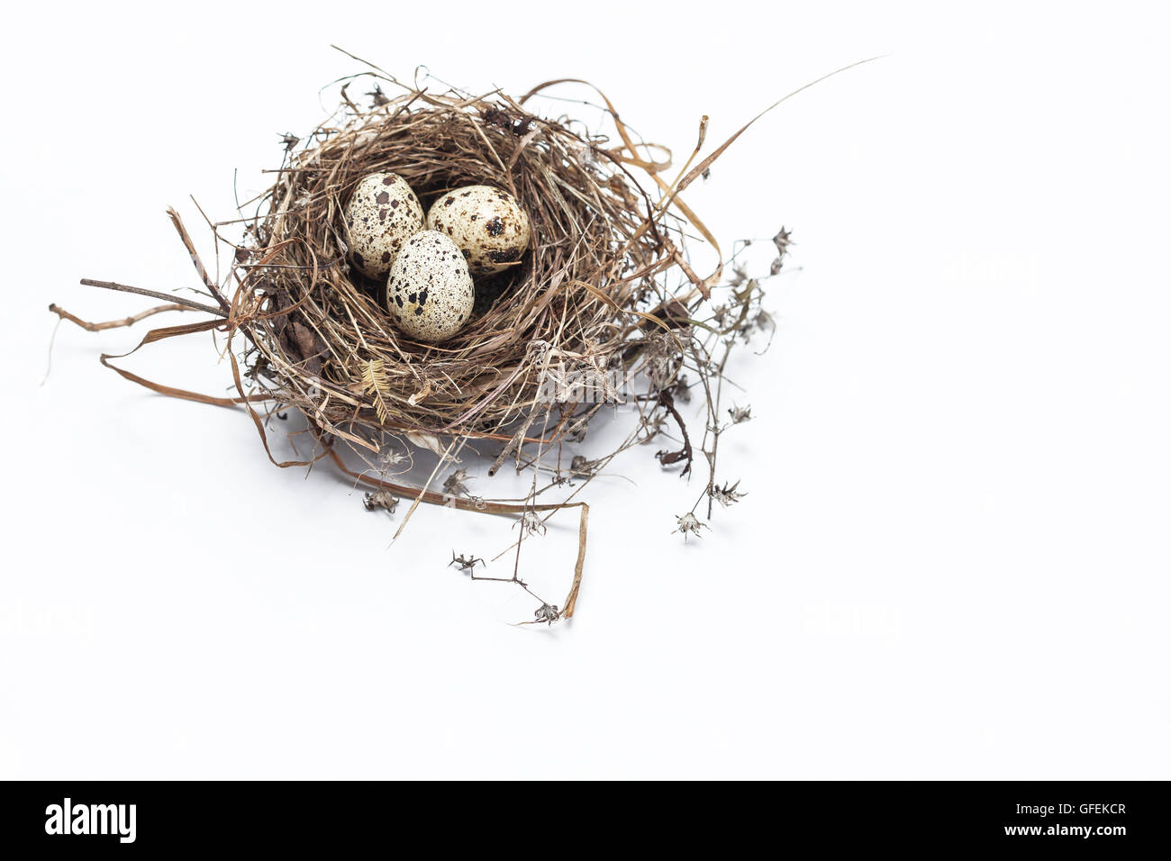 Real bird nest with eggs isolated on white background Stock Photo